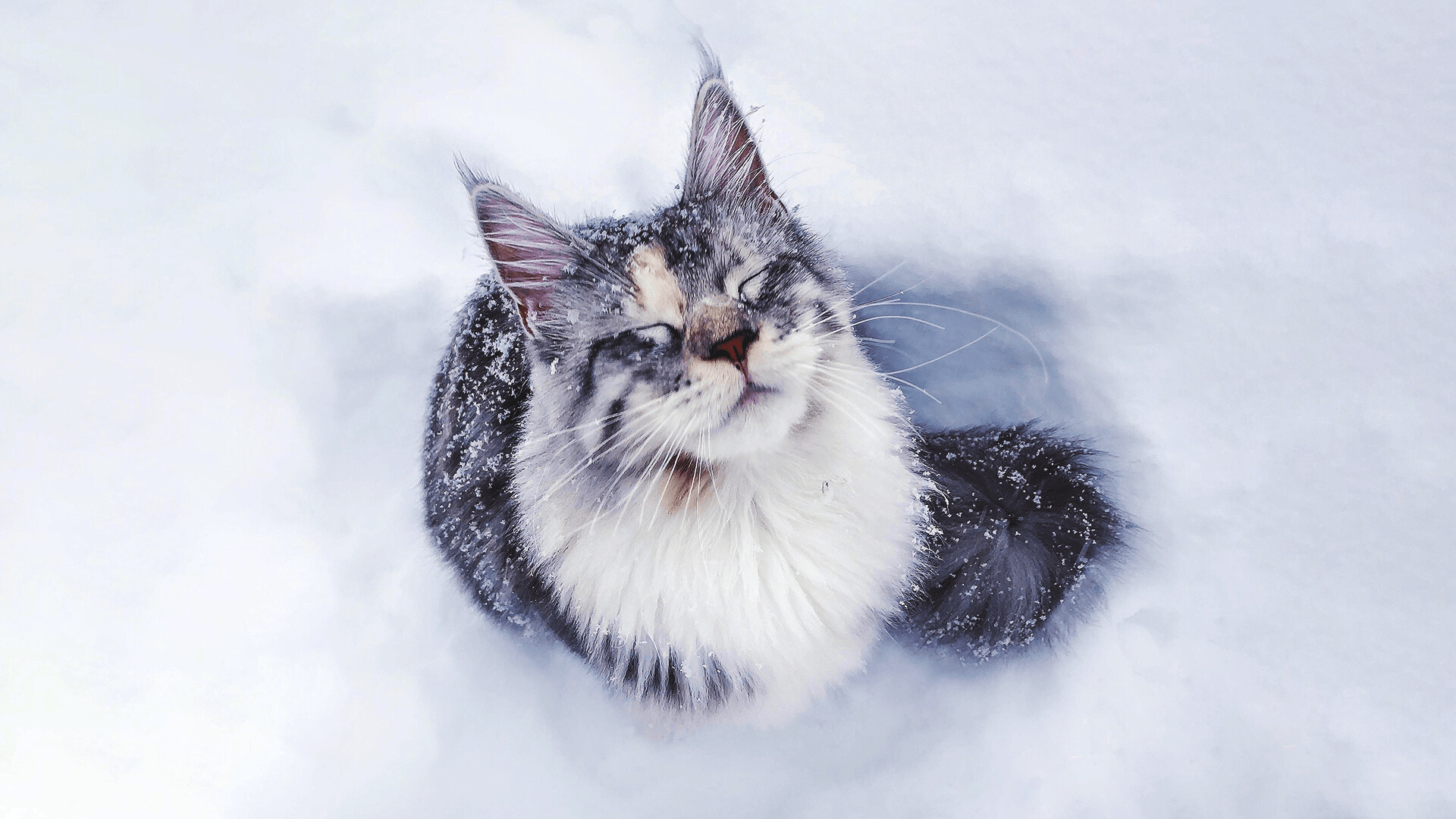 In snow, Maine Coon Wallpaper, 1920x1080 Full HD Desktop