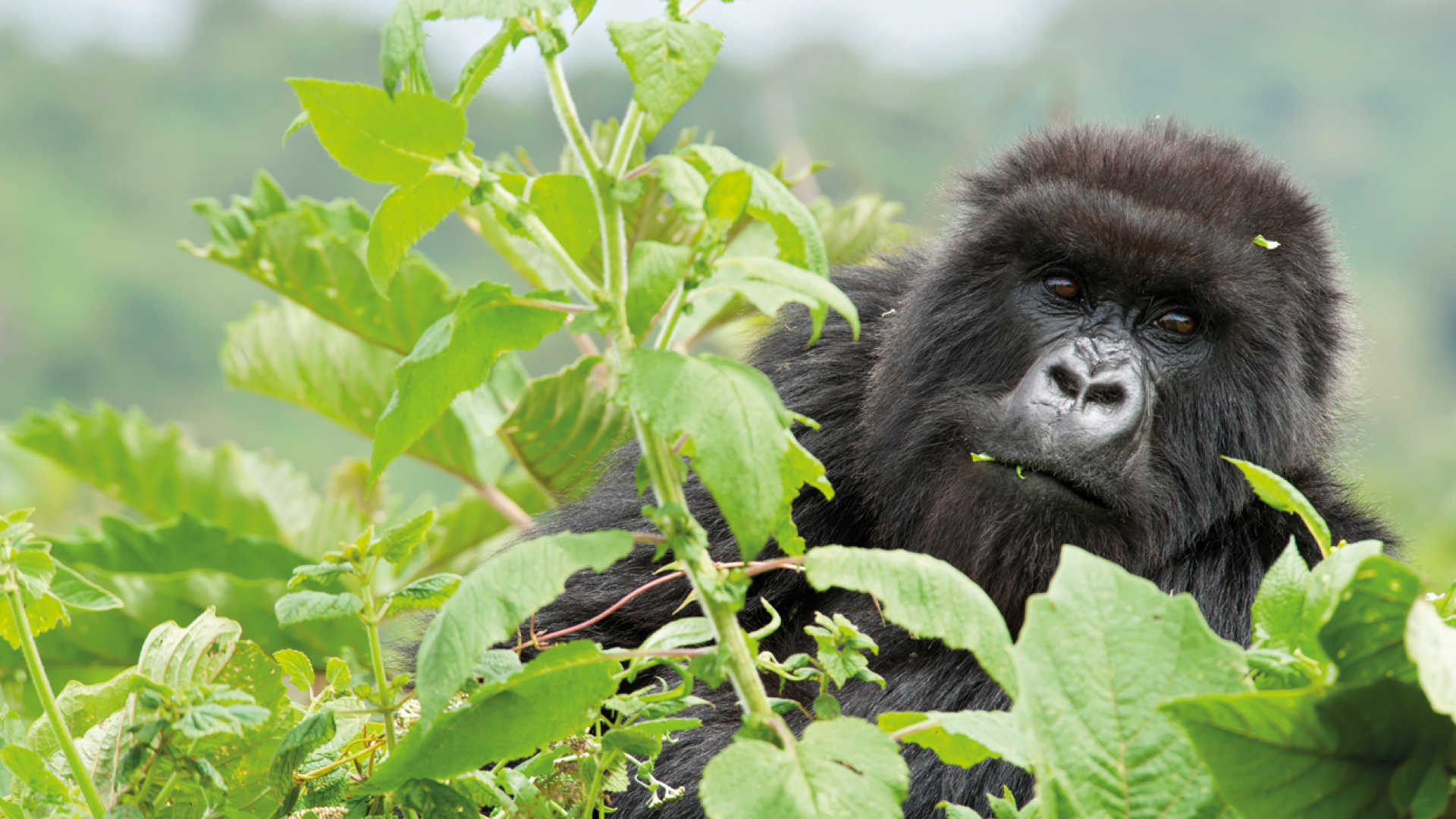 Rwanda travels, Gorilla holiday, Uganda safaris, Group tour, 1920x1080 Full HD Desktop