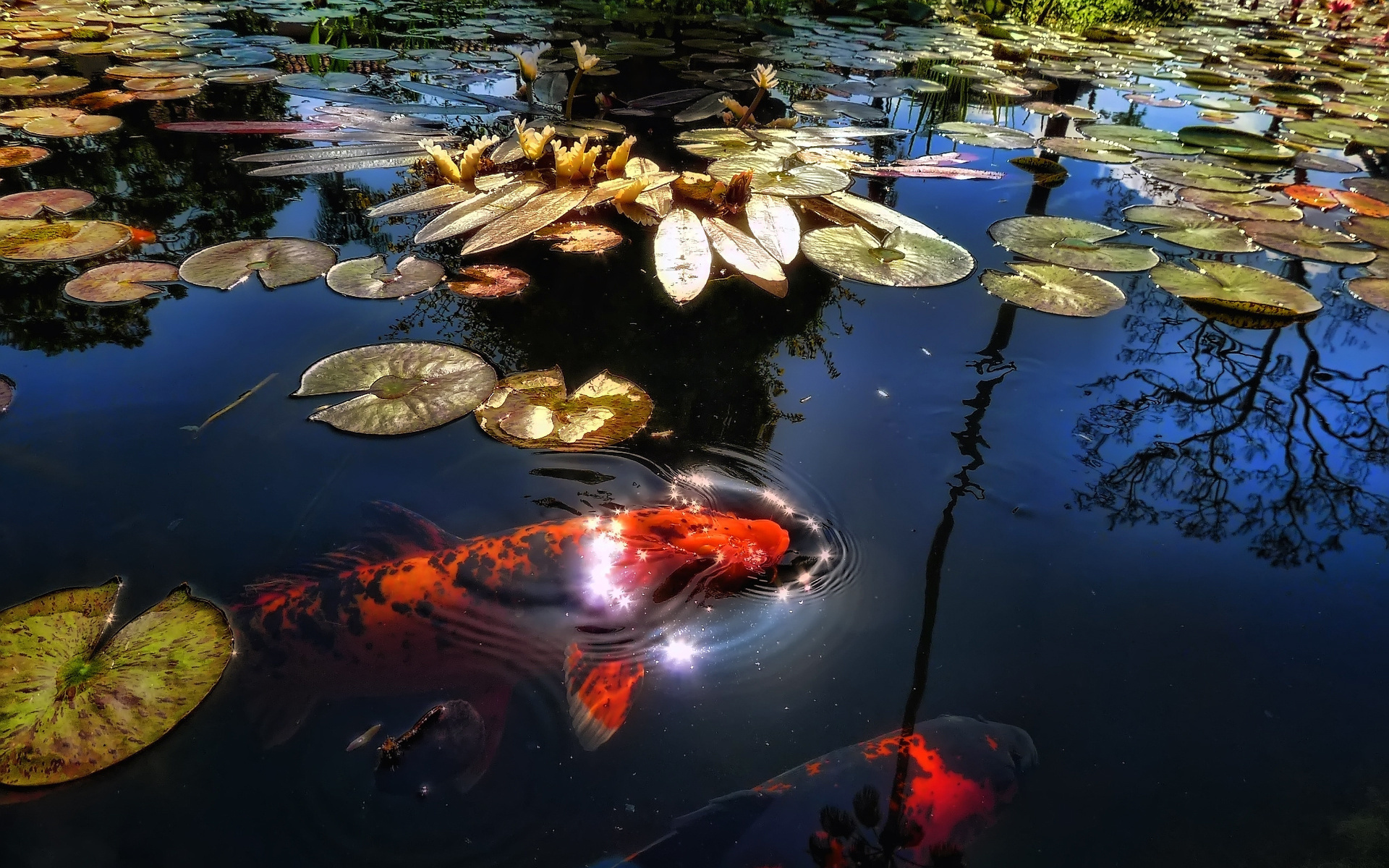 Lake, Koi Wallpaper, 1920x1200 HD Desktop