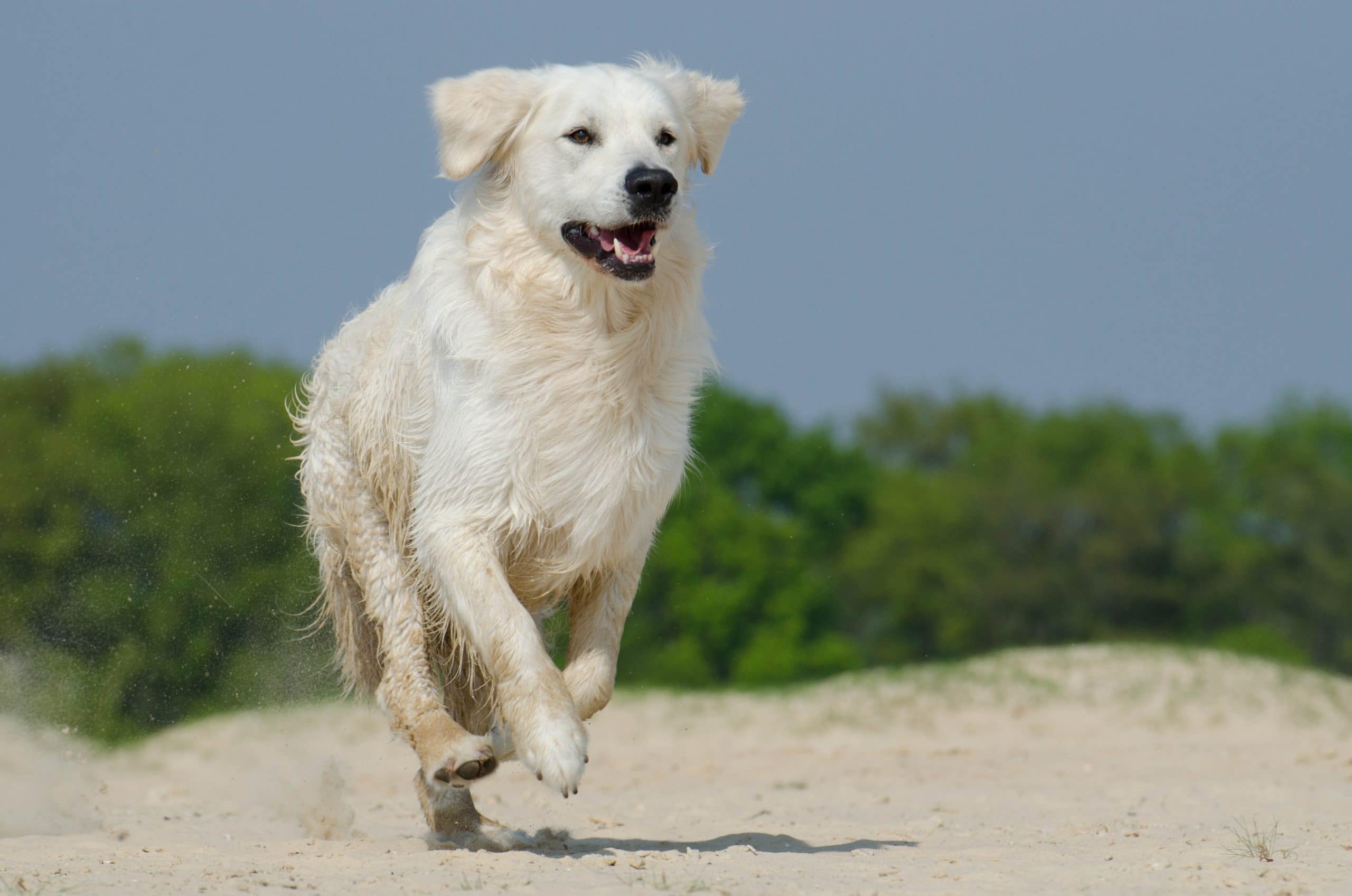 Great Pyrenees, Mountain Dogs, 2560x1700 HD Desktop