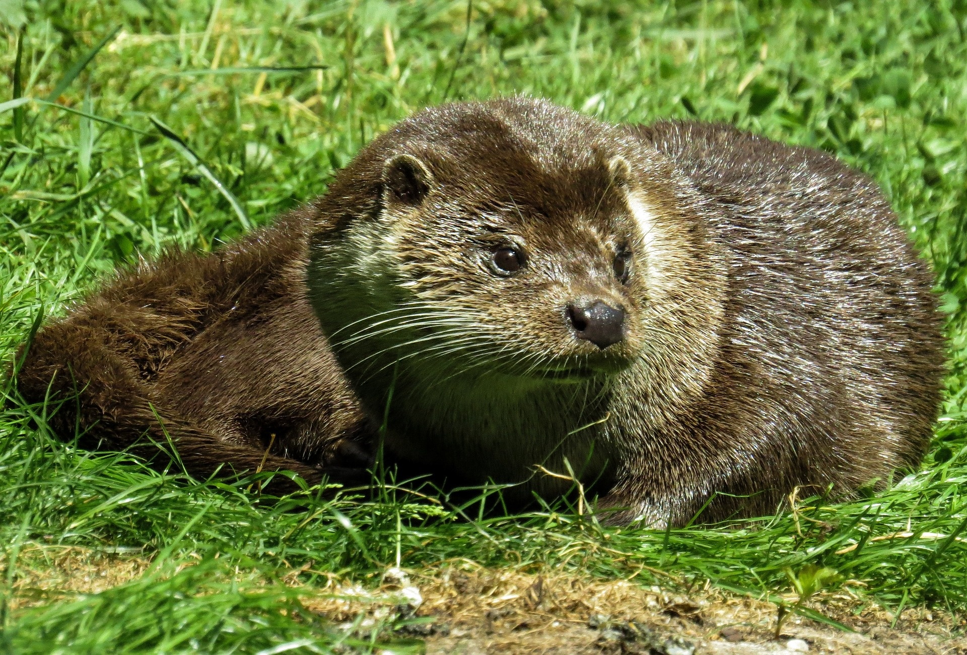 Wild otter photography, Jungle exploration, Nature's beauty captured, Immersive wildlife experience, 1920x1300 HD Desktop