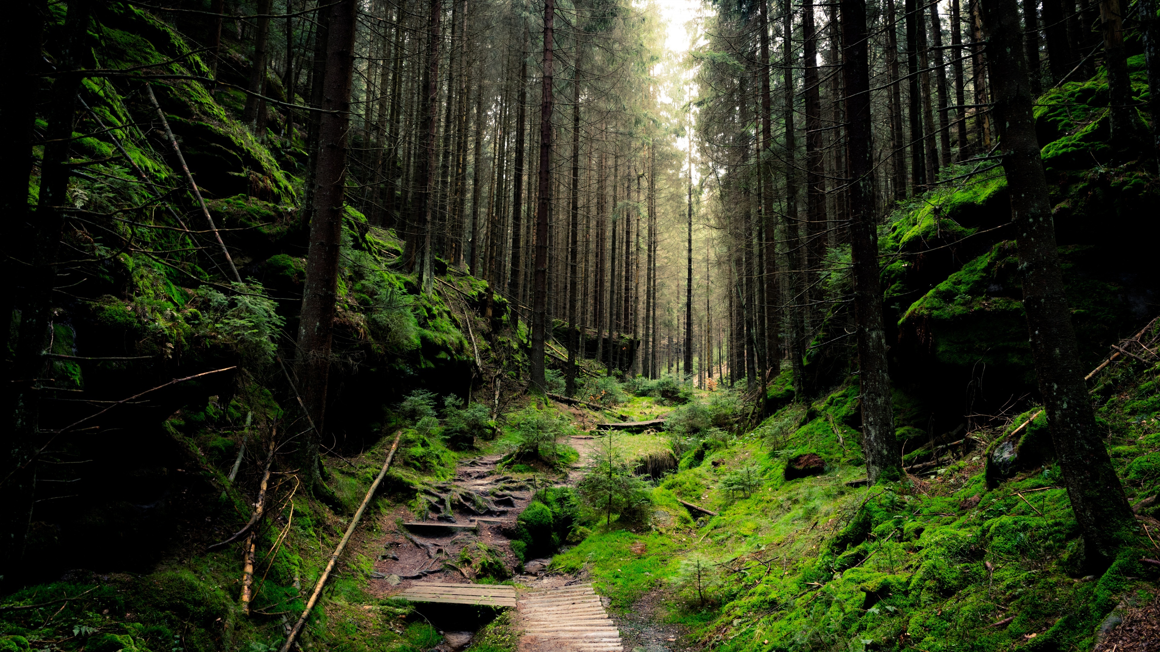 Saxon National Park, Green Forests Wallpaper, 3840x2160 4K Desktop