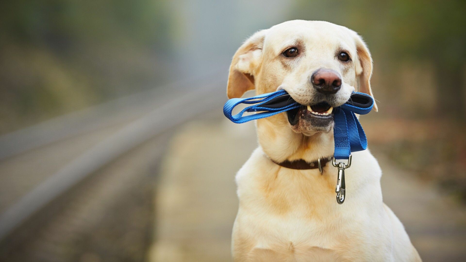 Labrador wallpaper for laptop, Perfect fit for laptops, Stunning Labrador imagery, Enhance your desktop, 1920x1080 Full HD Desktop