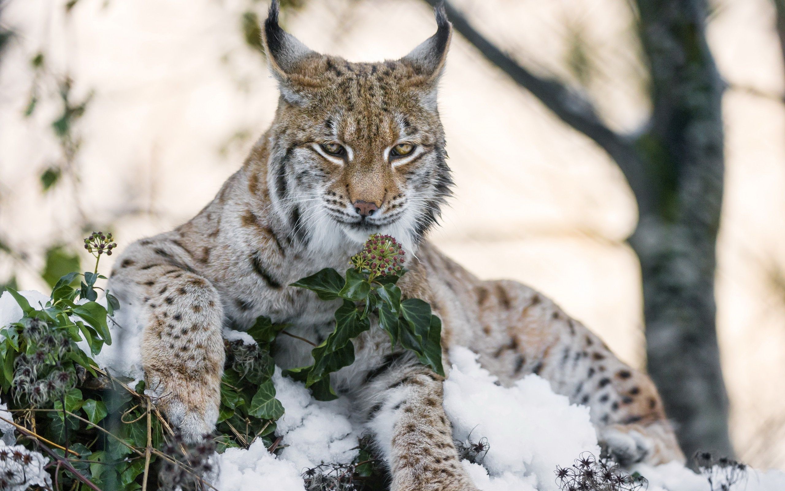 Lynx wallpaper background, HD image, Visual masterpiece, Wallpaper perfection, 2560x1600 HD Desktop