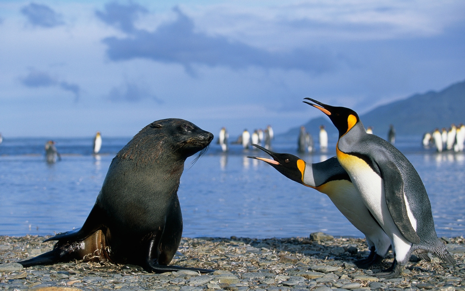 Seal in Antarctica, Wallpapers 14177, Icy landscape, Remote location, 1920x1200 HD Desktop