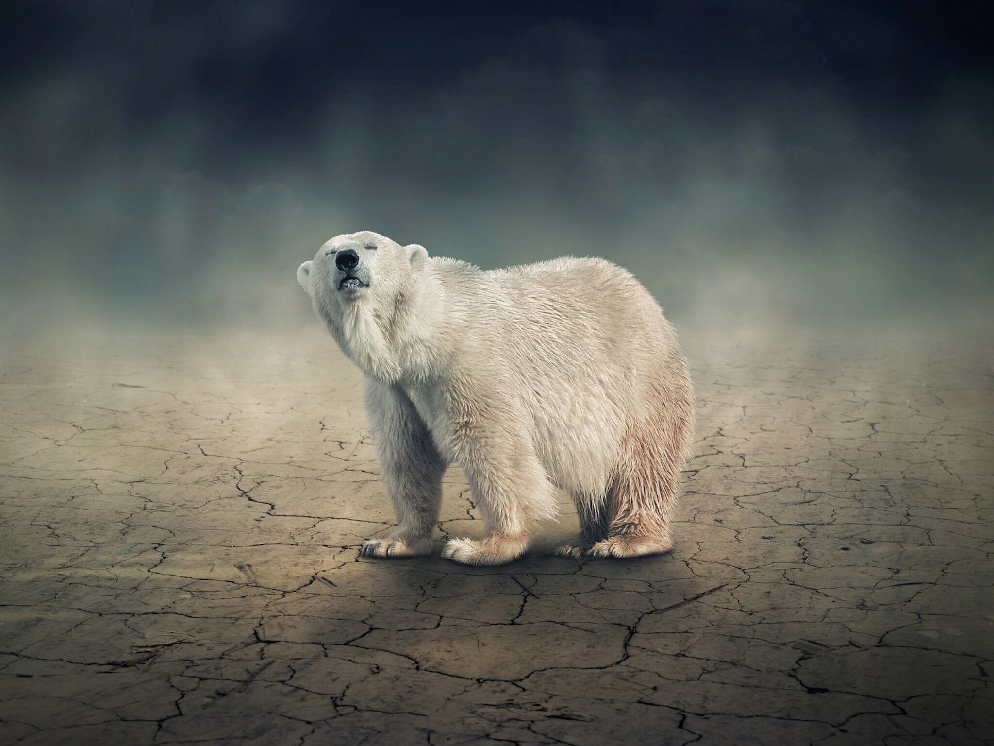 Solitary polar bear, Free HD downloads, Nature photography, Stunning image, 2050x1540 HD Desktop