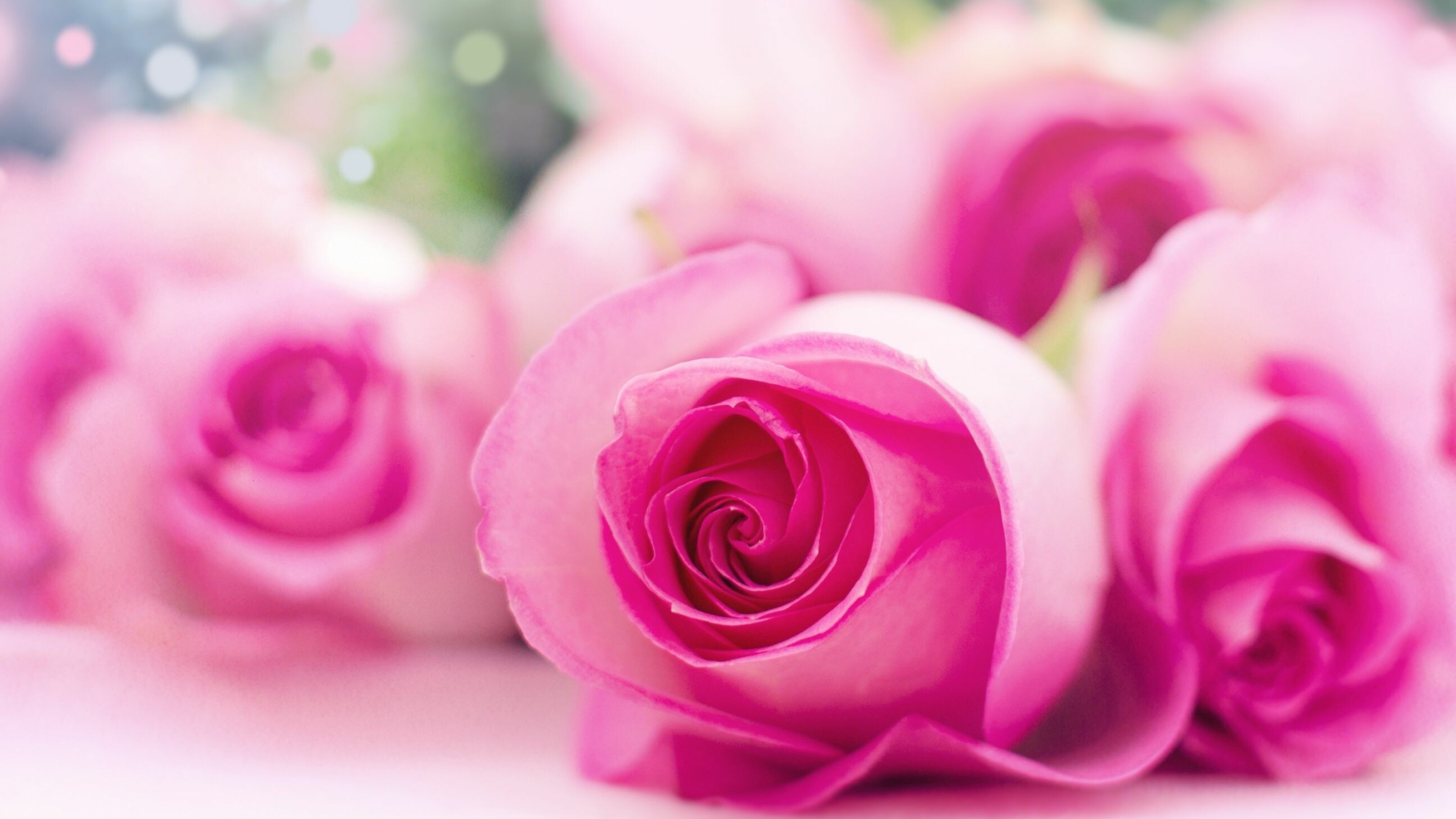 Pink roses, Soft elegance, Delicate petals, Graceful beauty, 2880x1620 HD Desktop