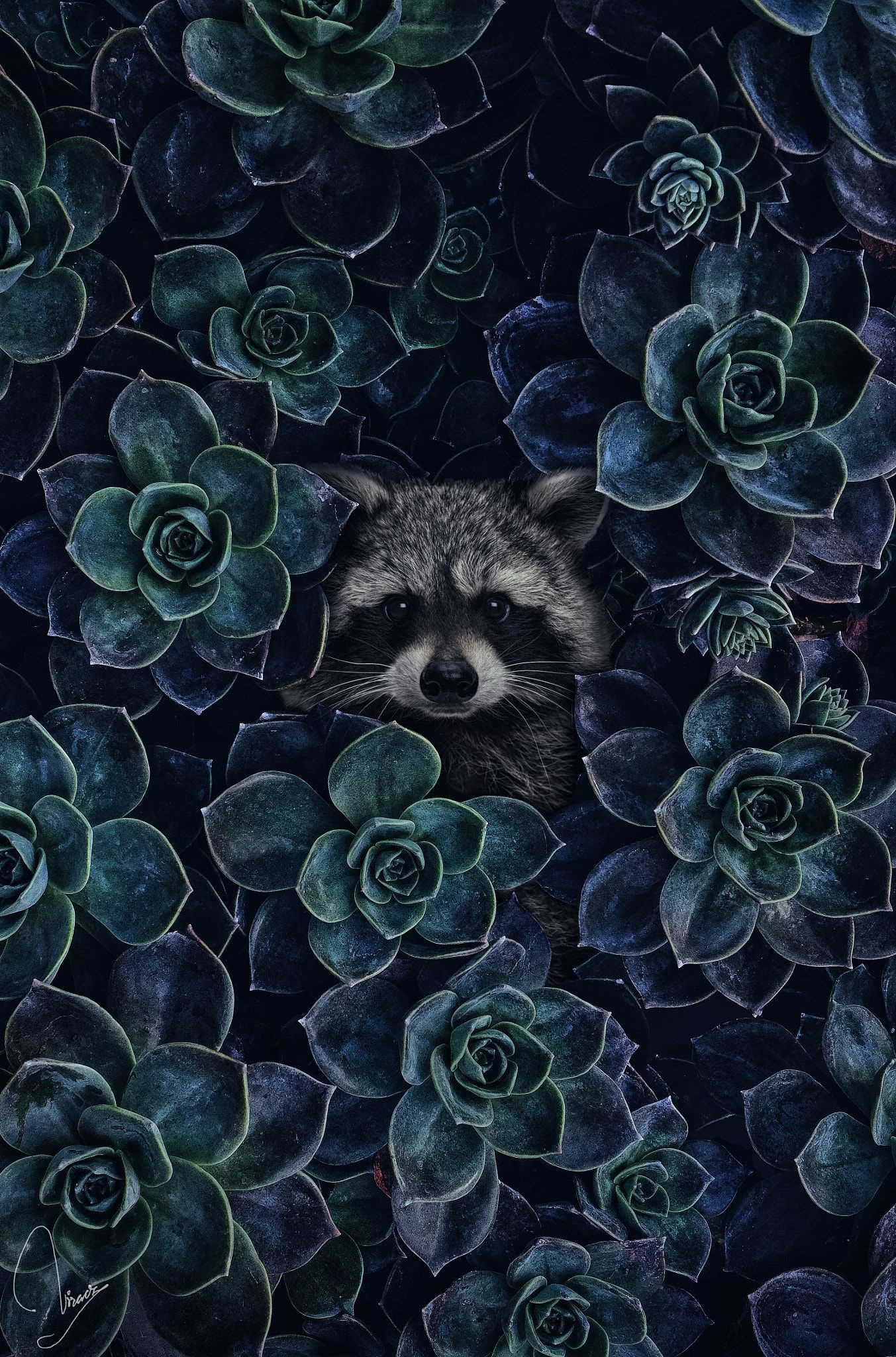 Beloved raccoon, Personal favorite, Nature's muse, Forest companion, 1360x2050 HD Phone