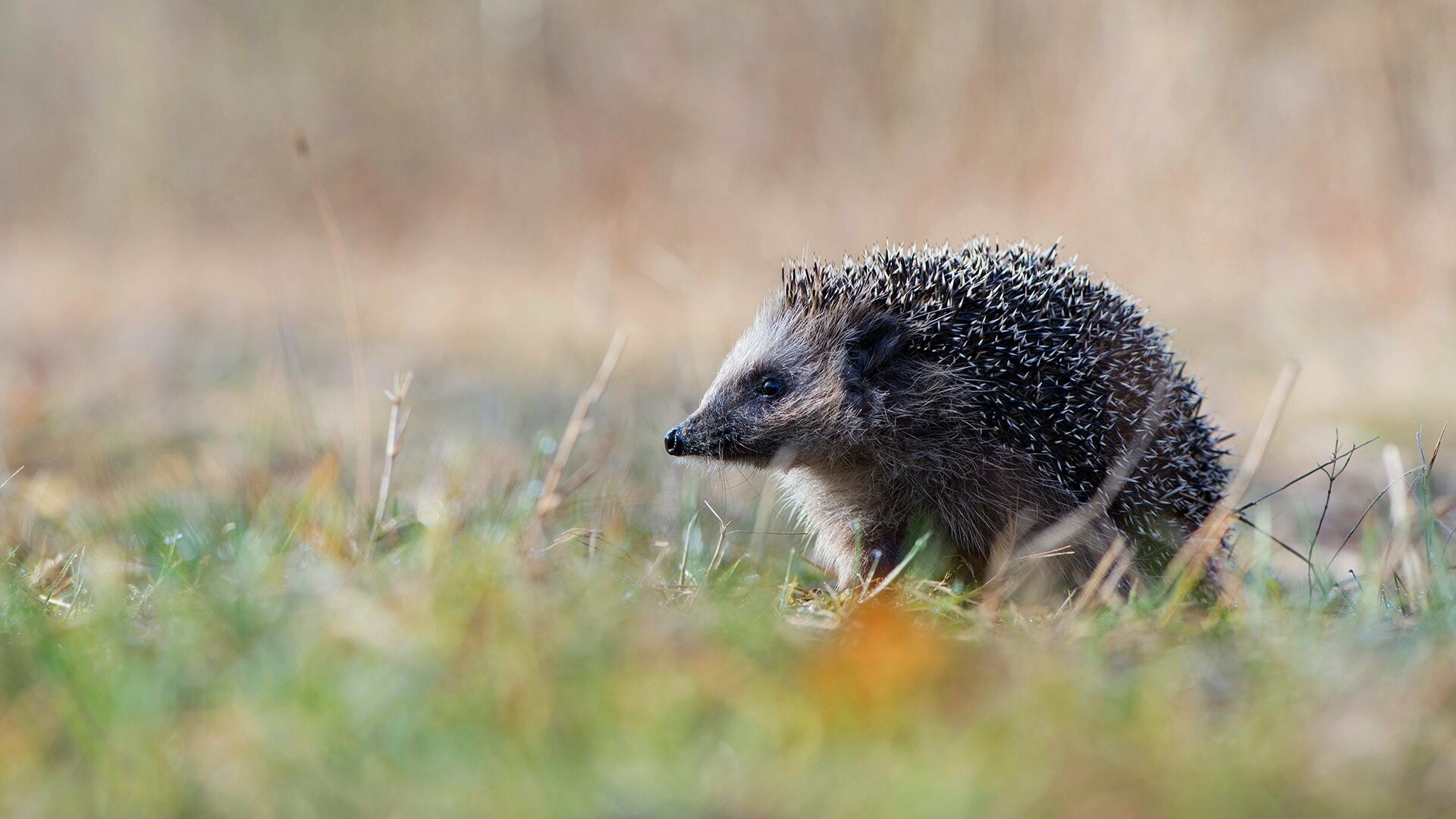 Hedgehog wallpapers, Desktop backgrounds, 1920x1080 Full HD Desktop