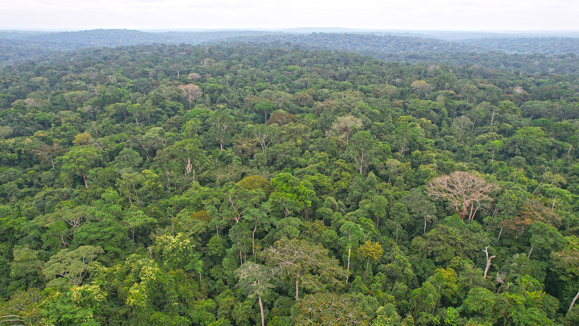 Gabon Travels, Massaha community, Protecting sacred forest, Conservation in Africa, 1920x1080 Full HD Desktop