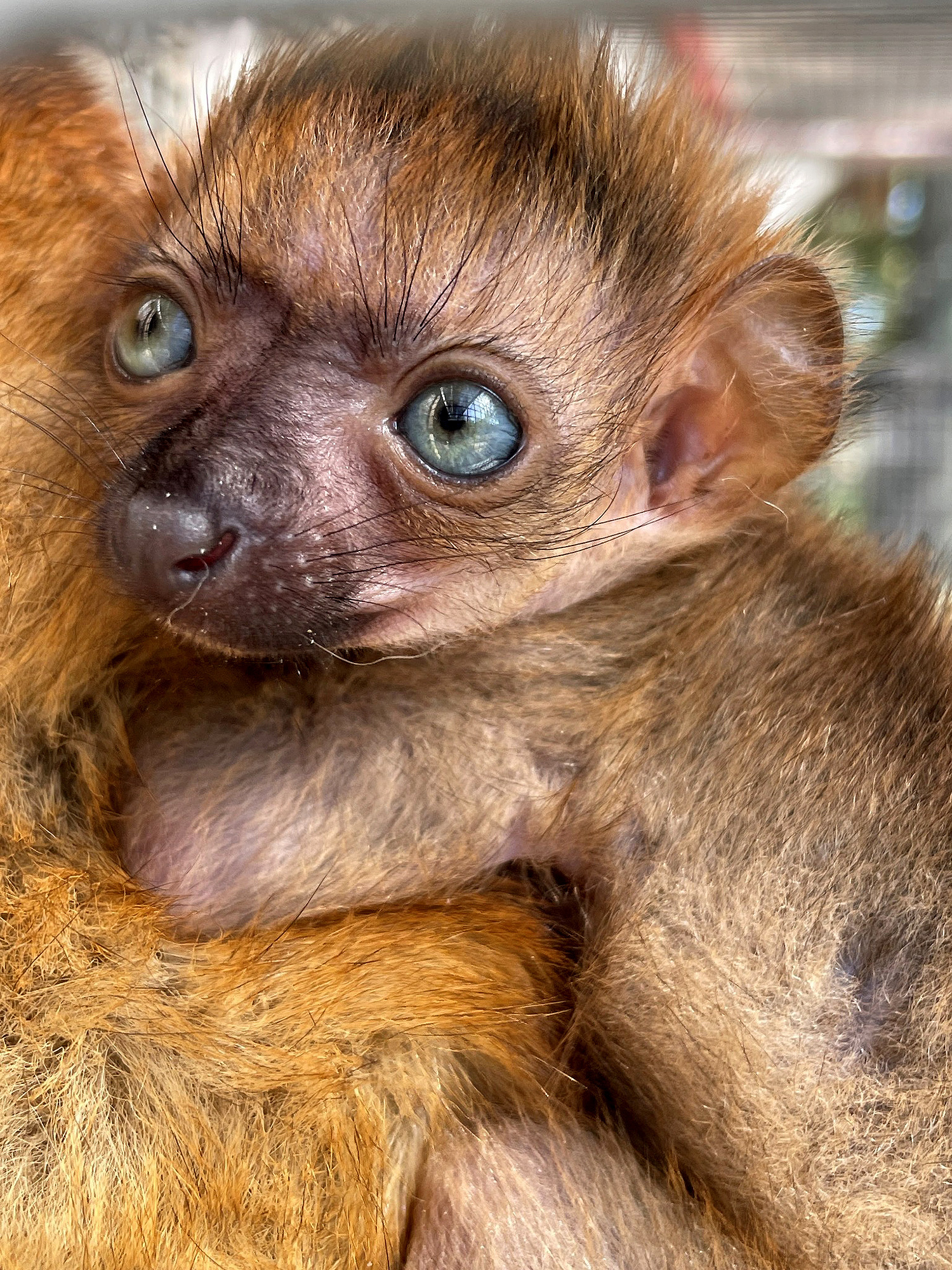 Baby, Lemurs Wallpaper, 1500x2000 HD Phone