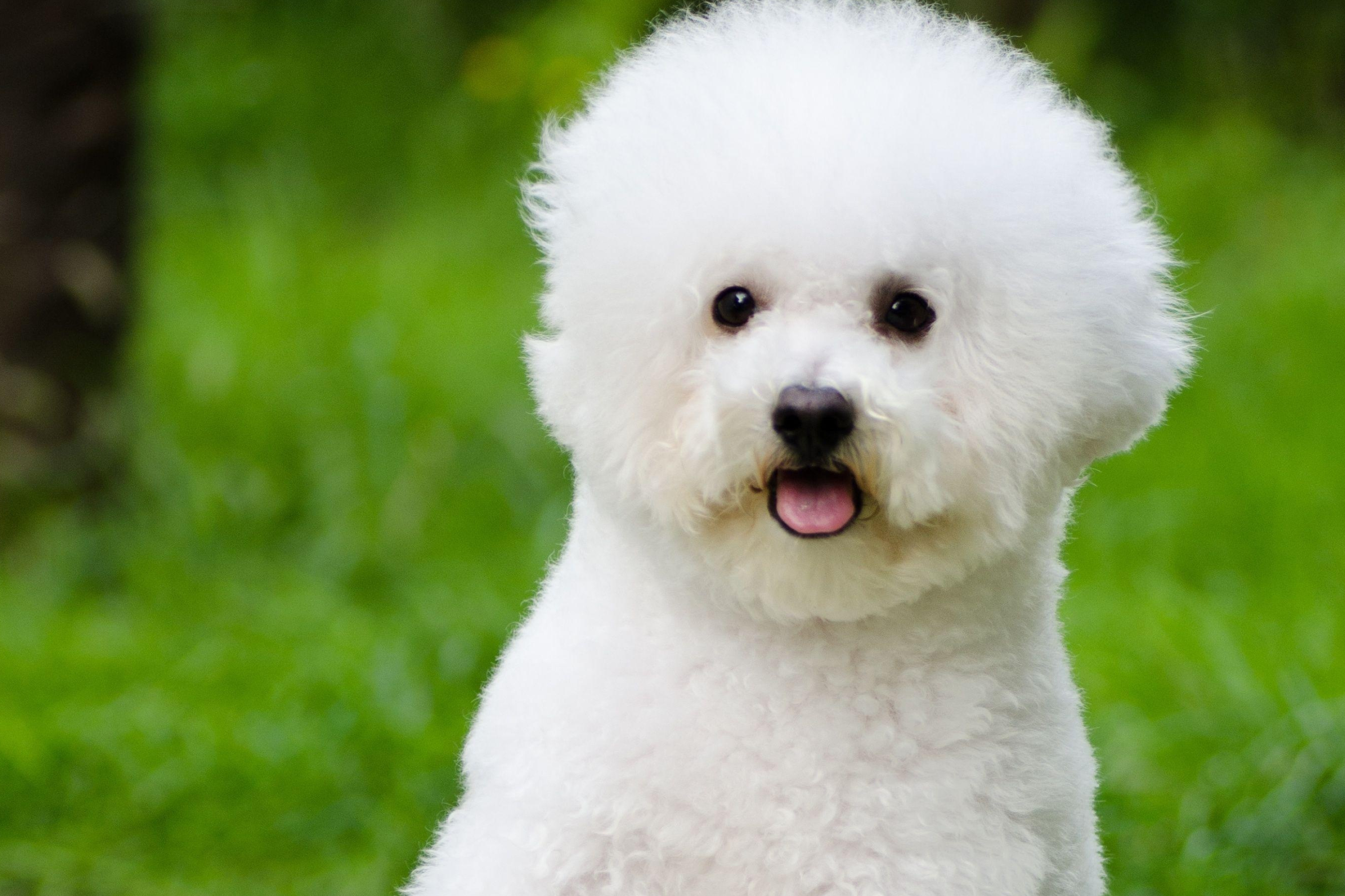 Bolognese Dog, Bichon Frise wallpapers, Animals, 3000x2000 HD Desktop