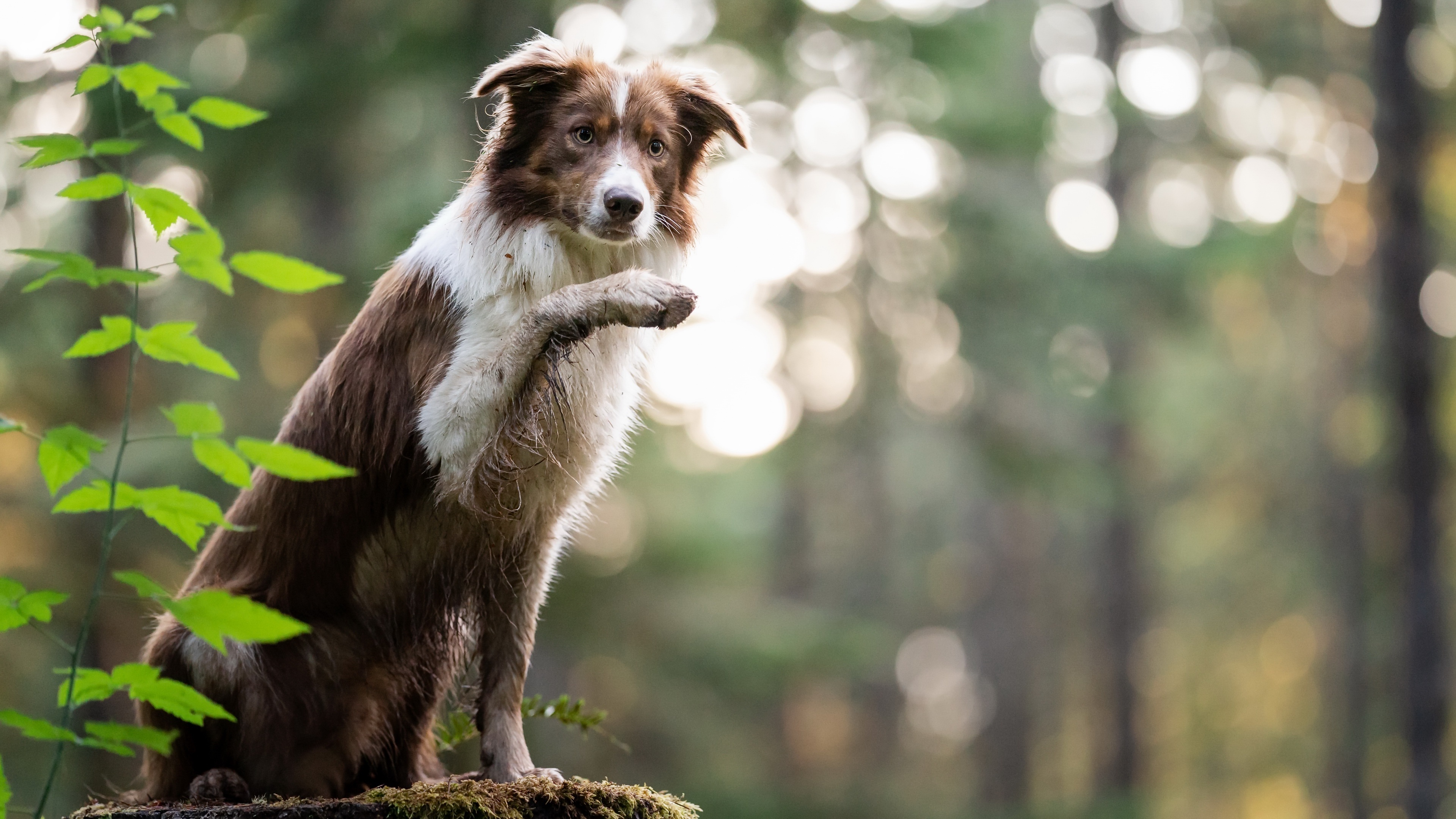 Border Collie, 4K wallpaper, Ultra HD background, Image, 3840x2160 4K Desktop