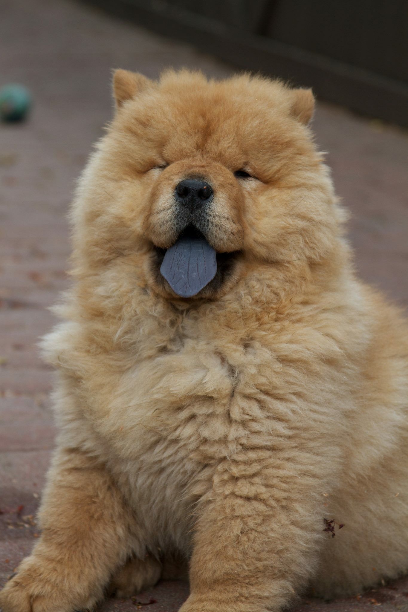 Chow Chow, Dogs, Puppy, Chow Chow, 1370x2050 HD Phone