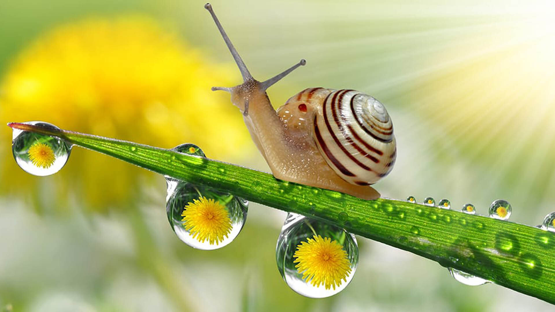 Snail, Go Green Wallpaper, 1920x1080 Full HD Desktop