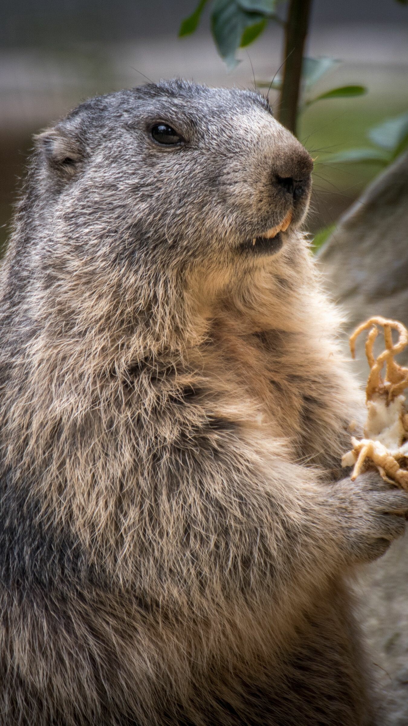 Marmot wallpapers, Top free backgrounds, Cute marmot images, Playful creatures, 1350x2400 HD Phone