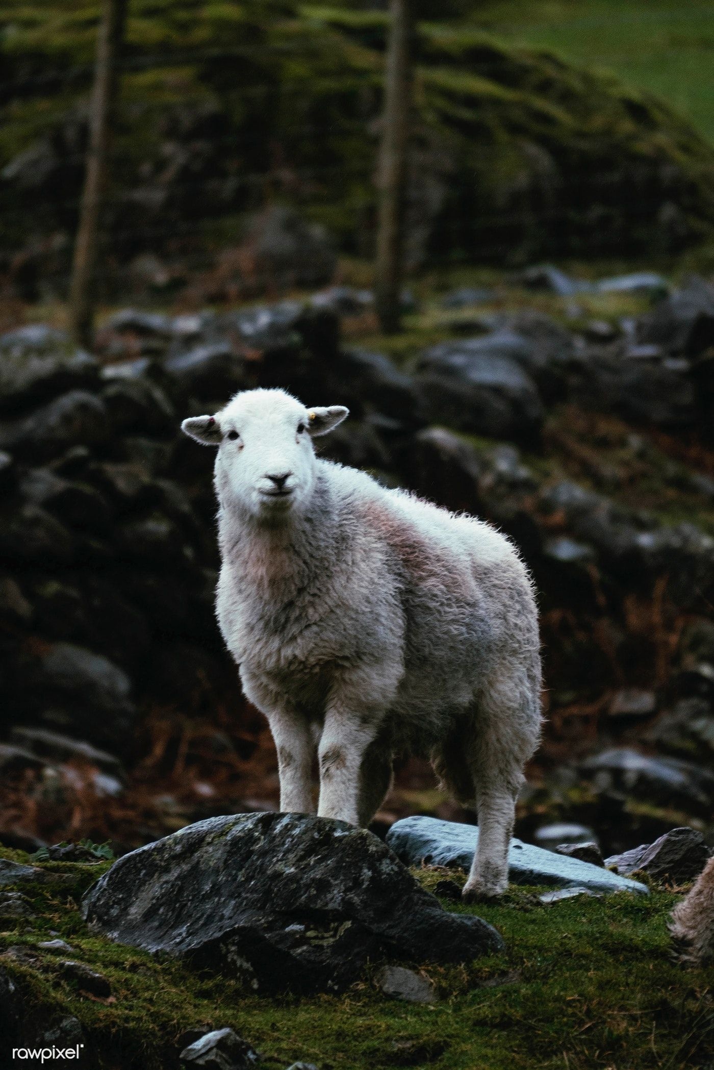 Herdwick sheep in the field, Farm life photography, Ethereal silhouette, Animals in countryside, 1400x2100 HD Phone