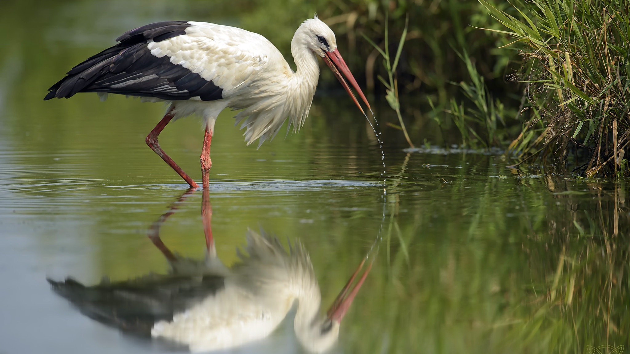 White stork, Majestic bird, High-definition beauty, Breathtaking scene, 2050x1160 HD Desktop