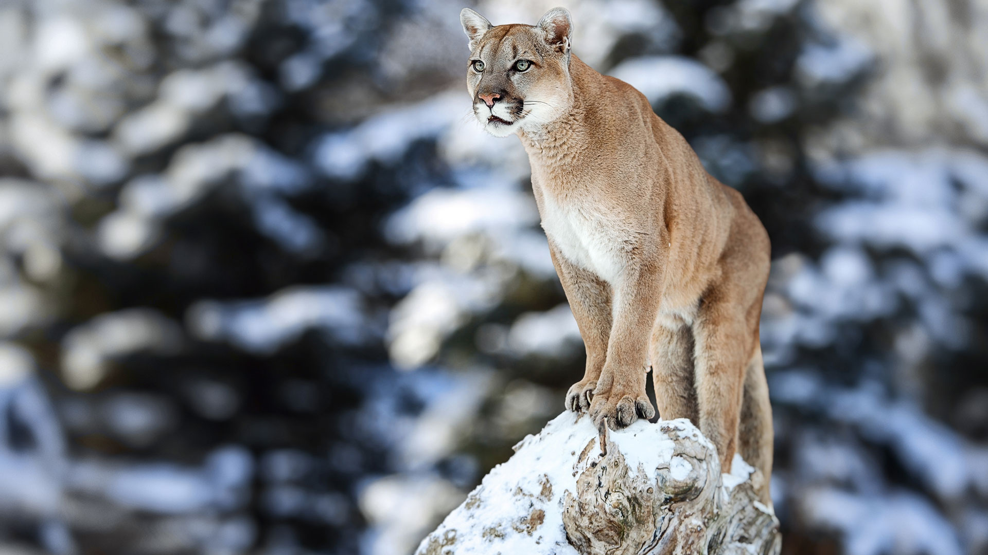 Cougar (Animal), Stylish shoes, Versatile fashion, Promo codes, 1920x1080 Full HD Desktop