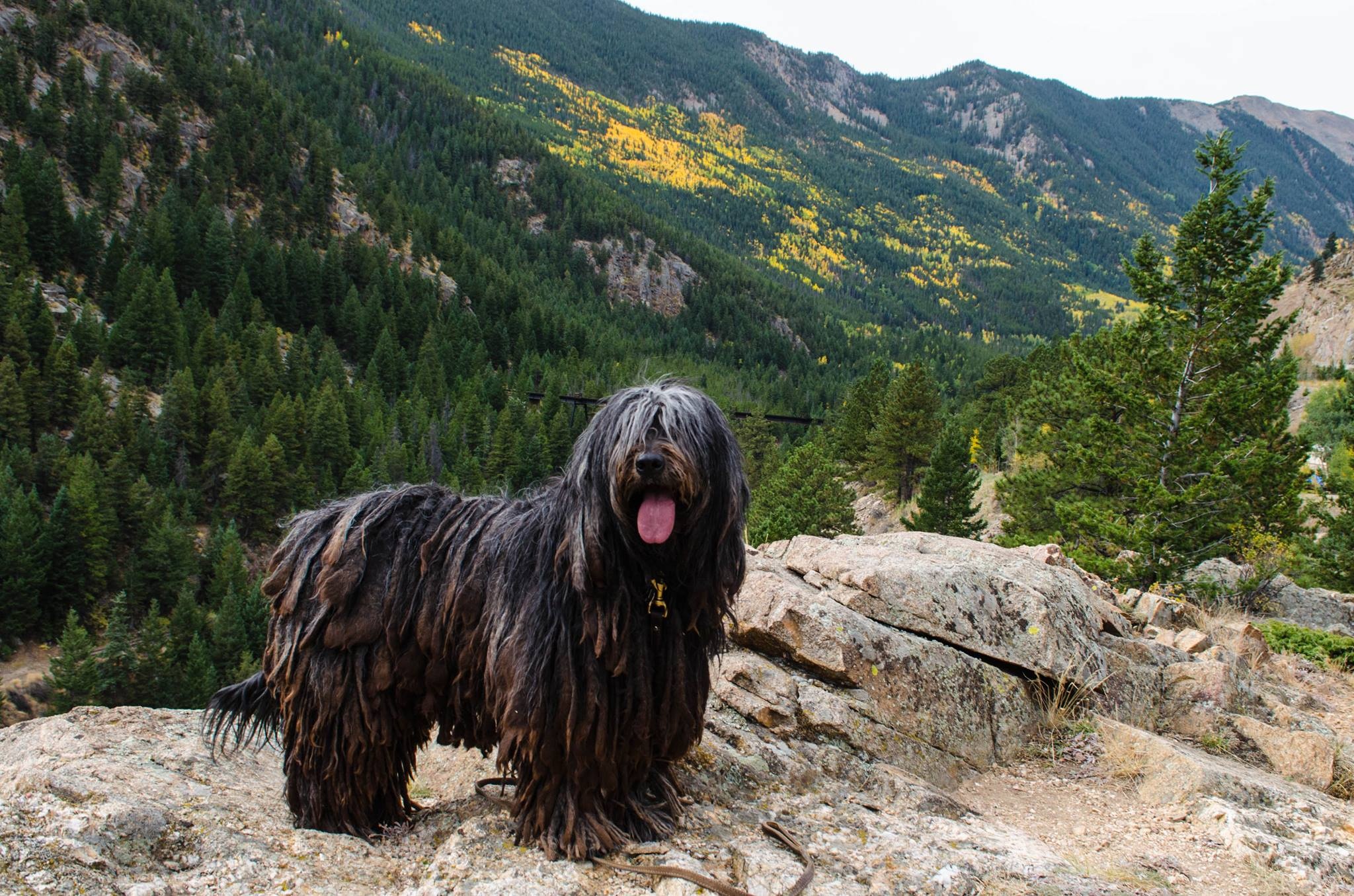 Bergamasco, Overview, Bergamasco sheepdog, America, 2050x1360 HD Desktop