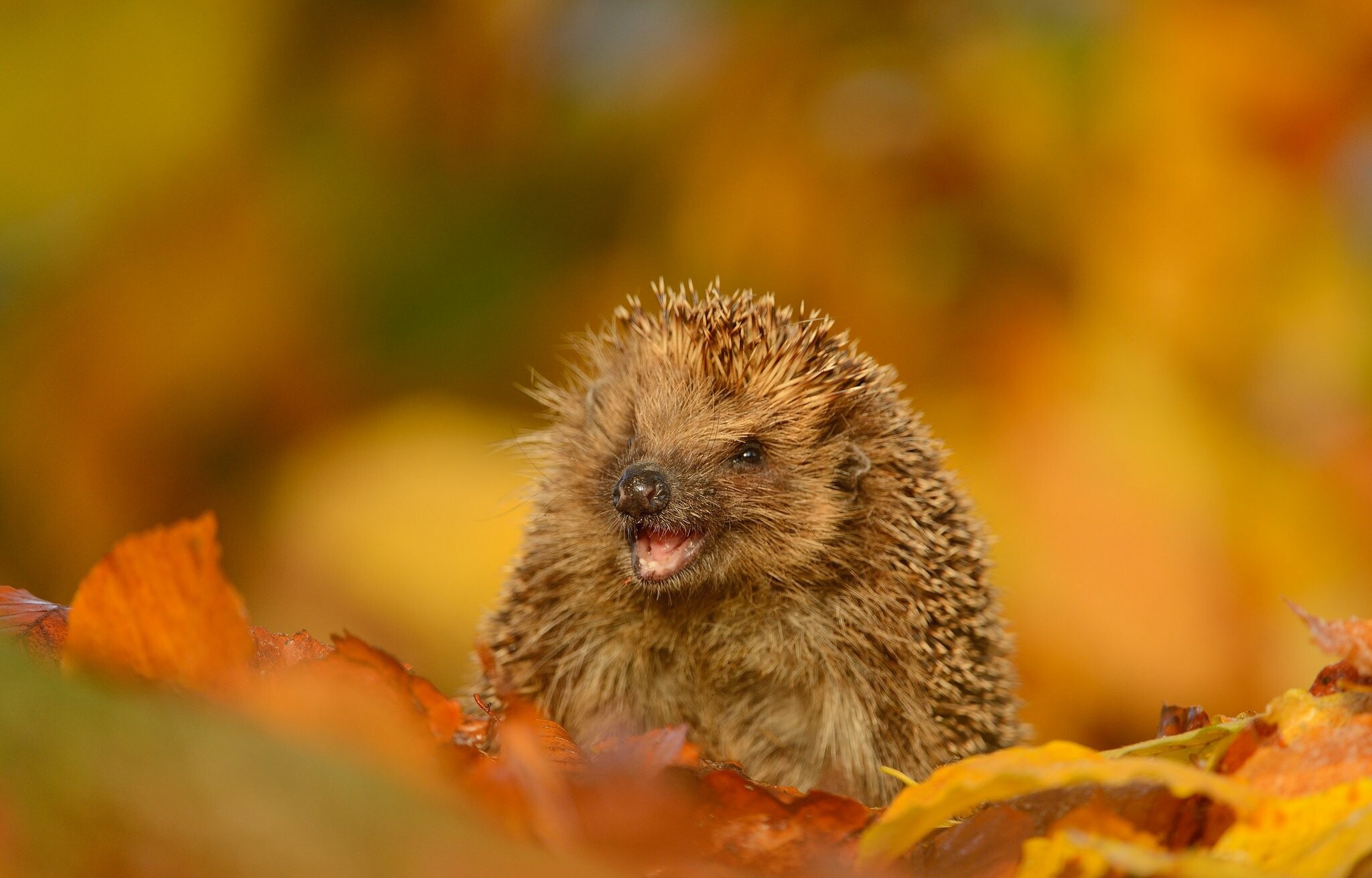 Smiling, Hedgehogs Wallpaper, 2050x1320 HD Desktop