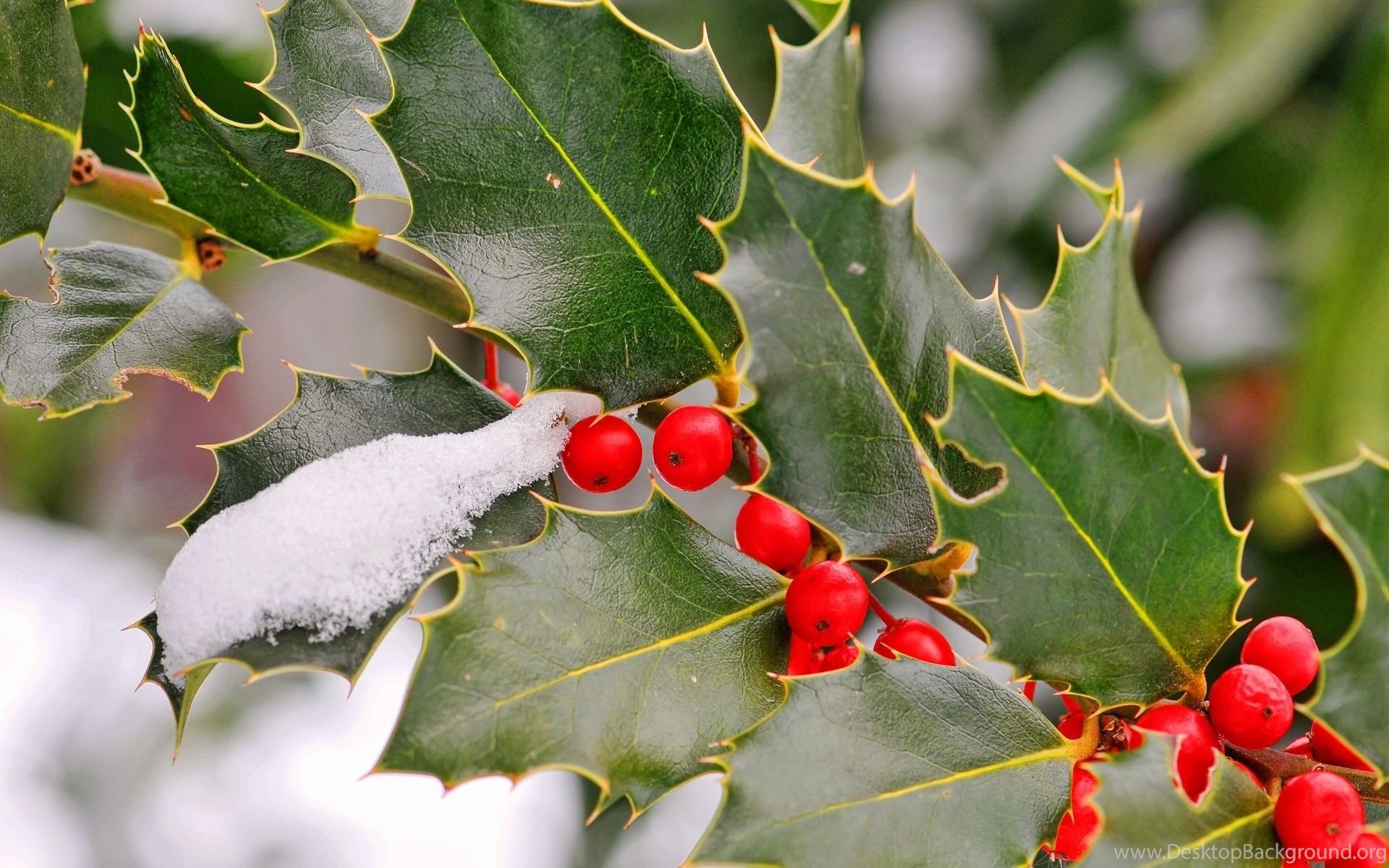 Holly Tree, Background beauty, Sarah's post, Wallpaper bliss, 1920x1200 HD Desktop