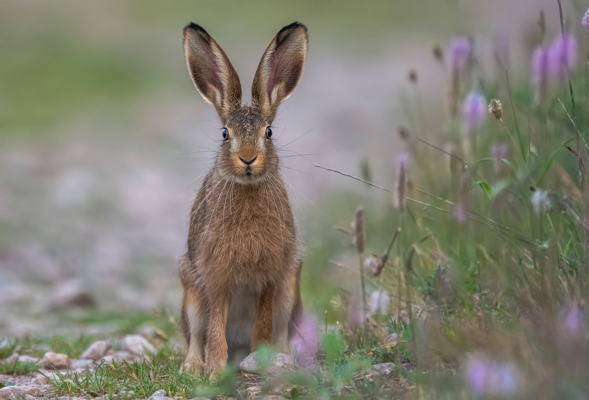 Combatting hare coursing, Crime prevention, Private member's bill, Effective measures, 1920x1310 HD Desktop