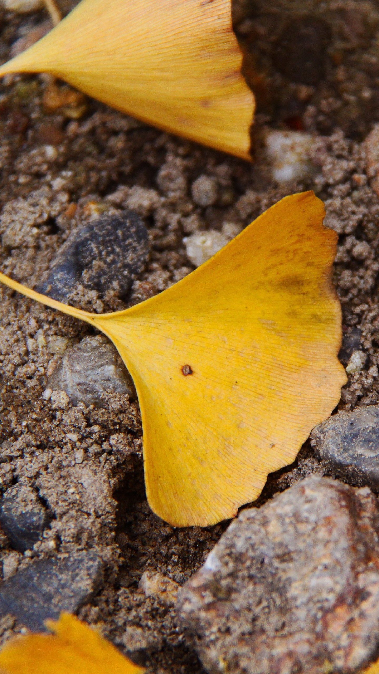 Ginkgo Biloba, Majestic trees, Nature's allure, Captivating wallpaper, 1440x2560 HD Phone