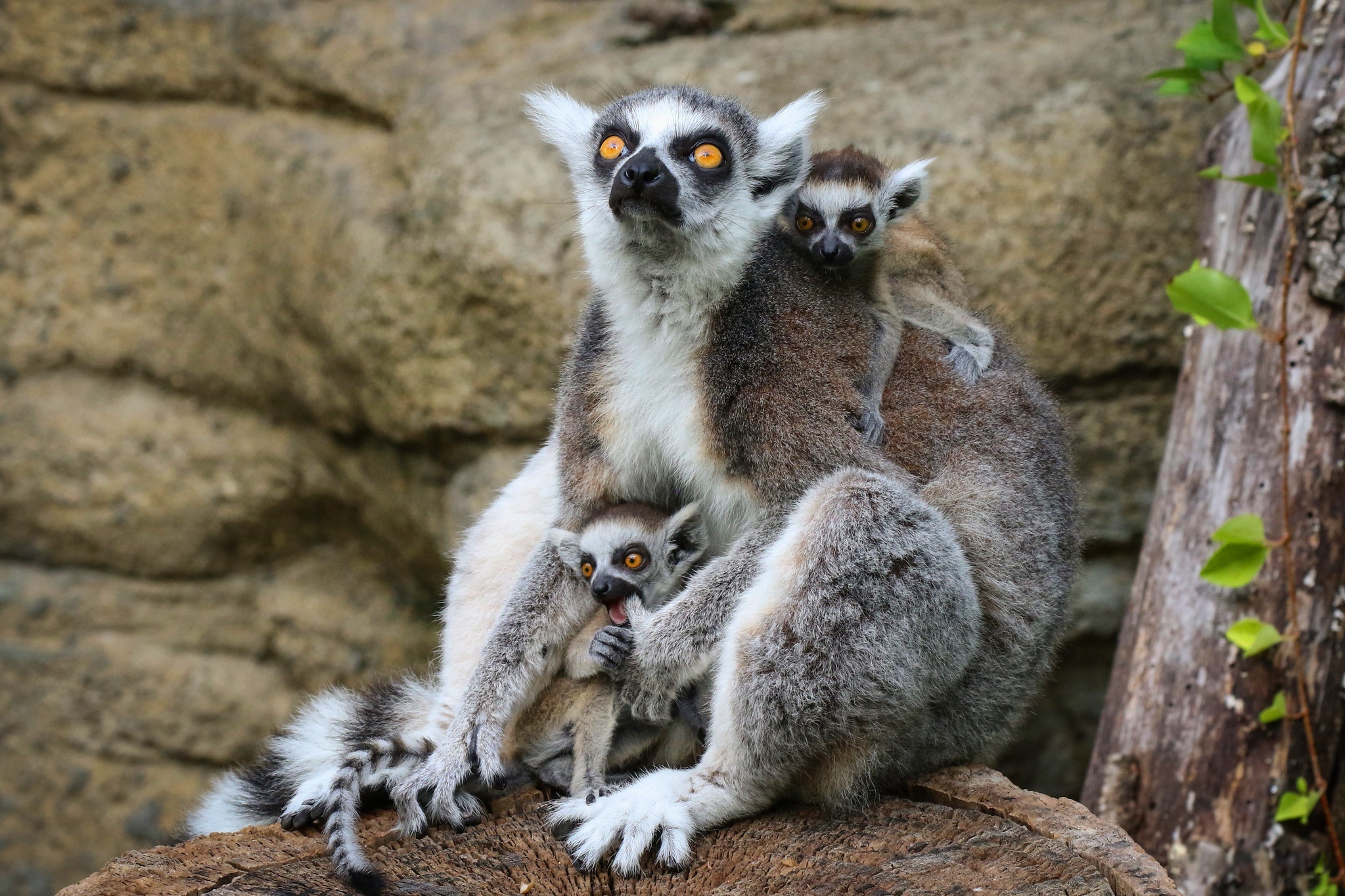 Ring Tailed Lemur, Animals, Lemur animal, HD wallpapers, 2050x1370 HD Desktop