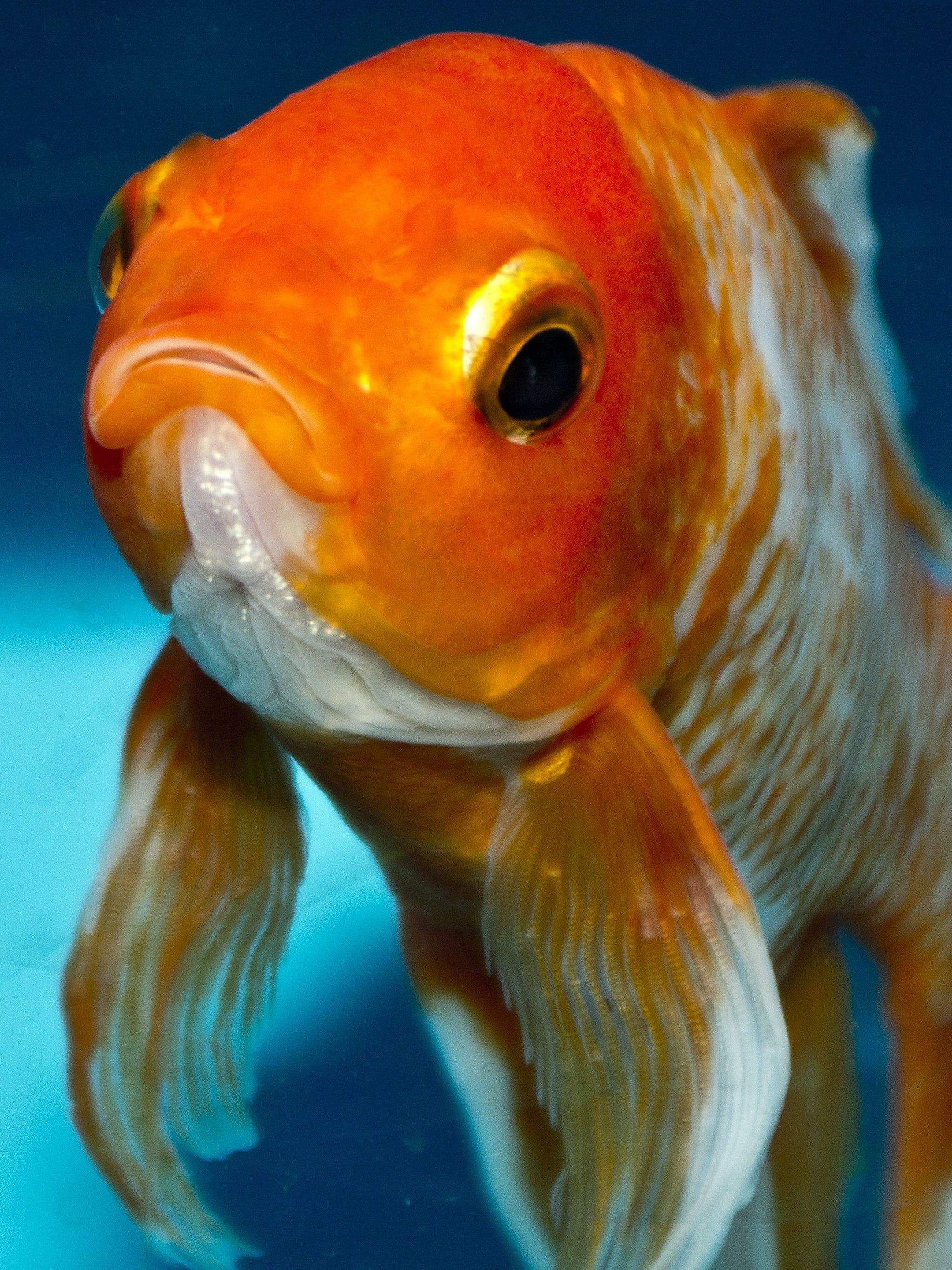 Goldfish, Desktop wallpapers, High-definition, Aquatic beauty, 2050x2740 HD Phone