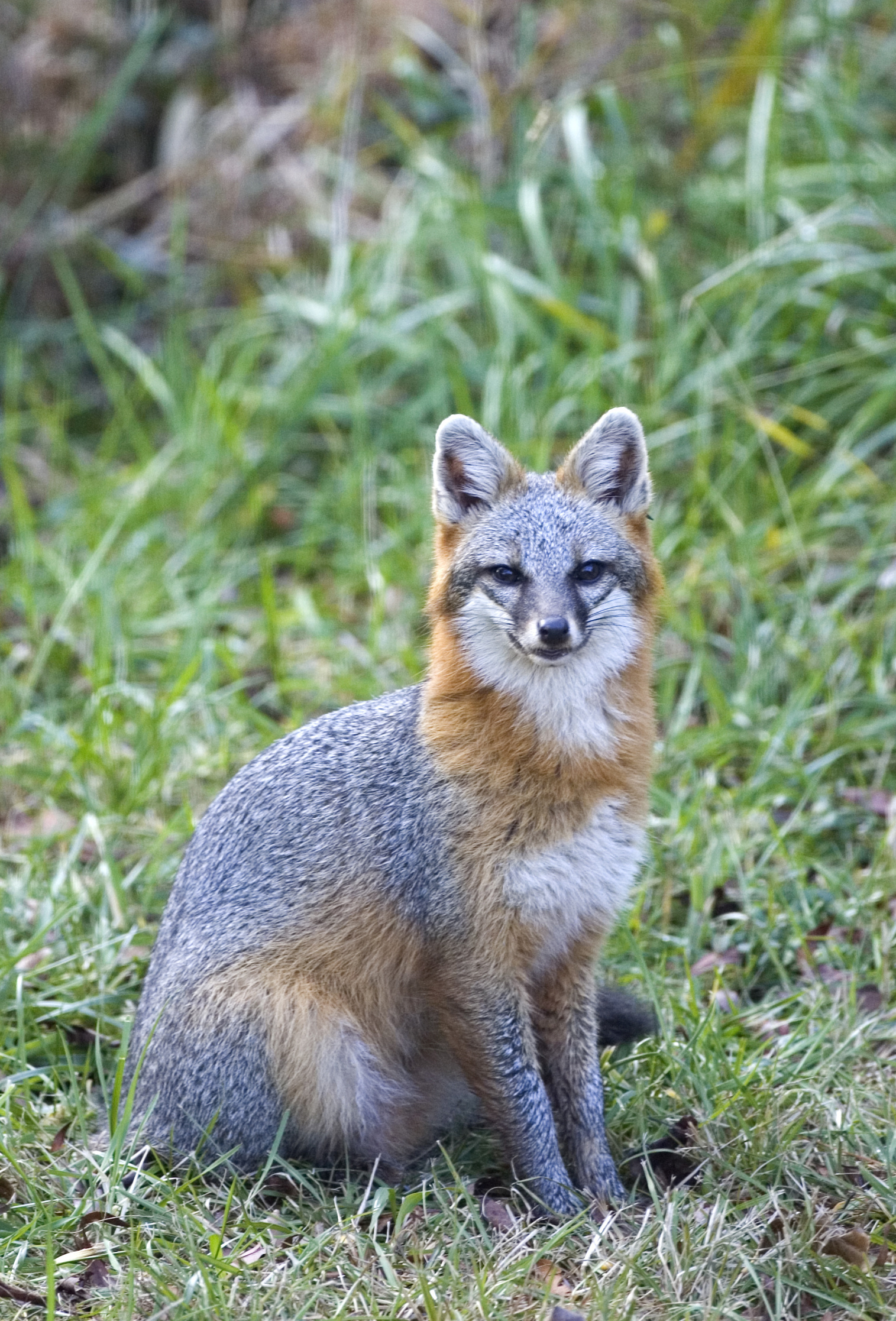 Gray Fox, Animal kingdom, Forest creature, Nature's beauty, 1520x2240 HD Phone