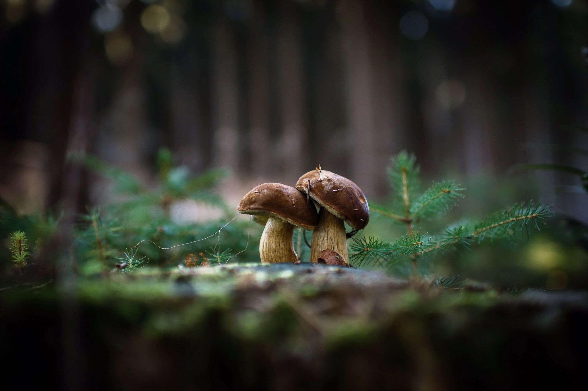 Forest Mushrooms