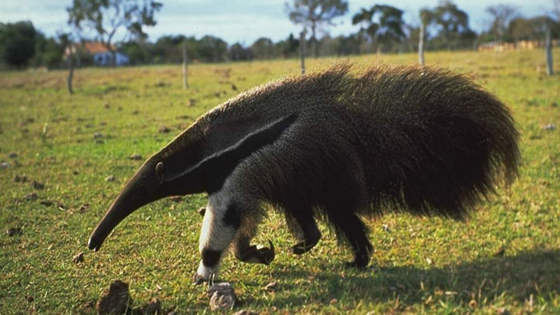 Anteater vermilingua wallpaper, Wallpaper, Anteater, Desktop, 1920x1080 Full HD Desktop