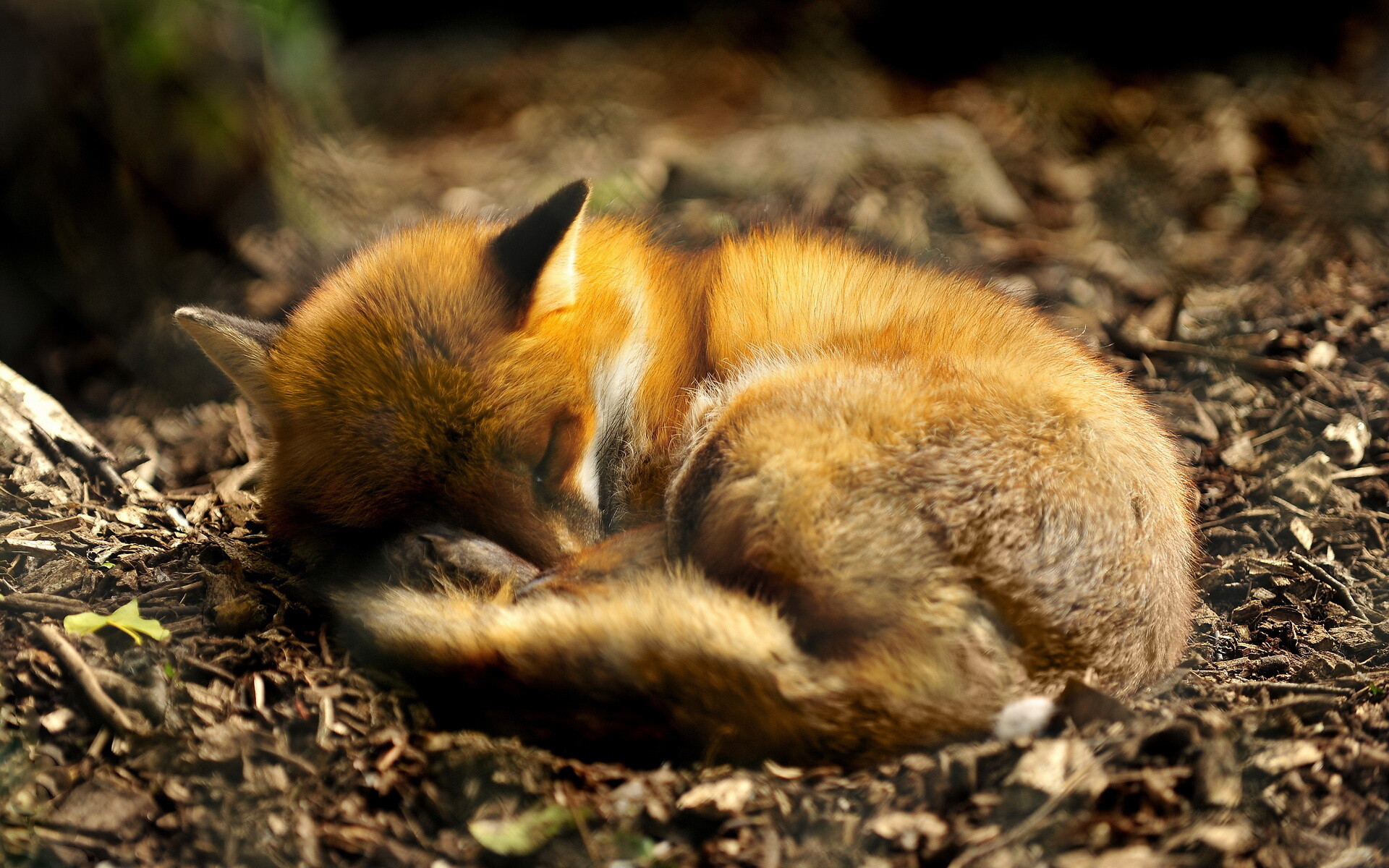 Sleeping foxes, Peaceful slumber, Tranquil scenes, Natural habitat, 1920x1200 HD Desktop