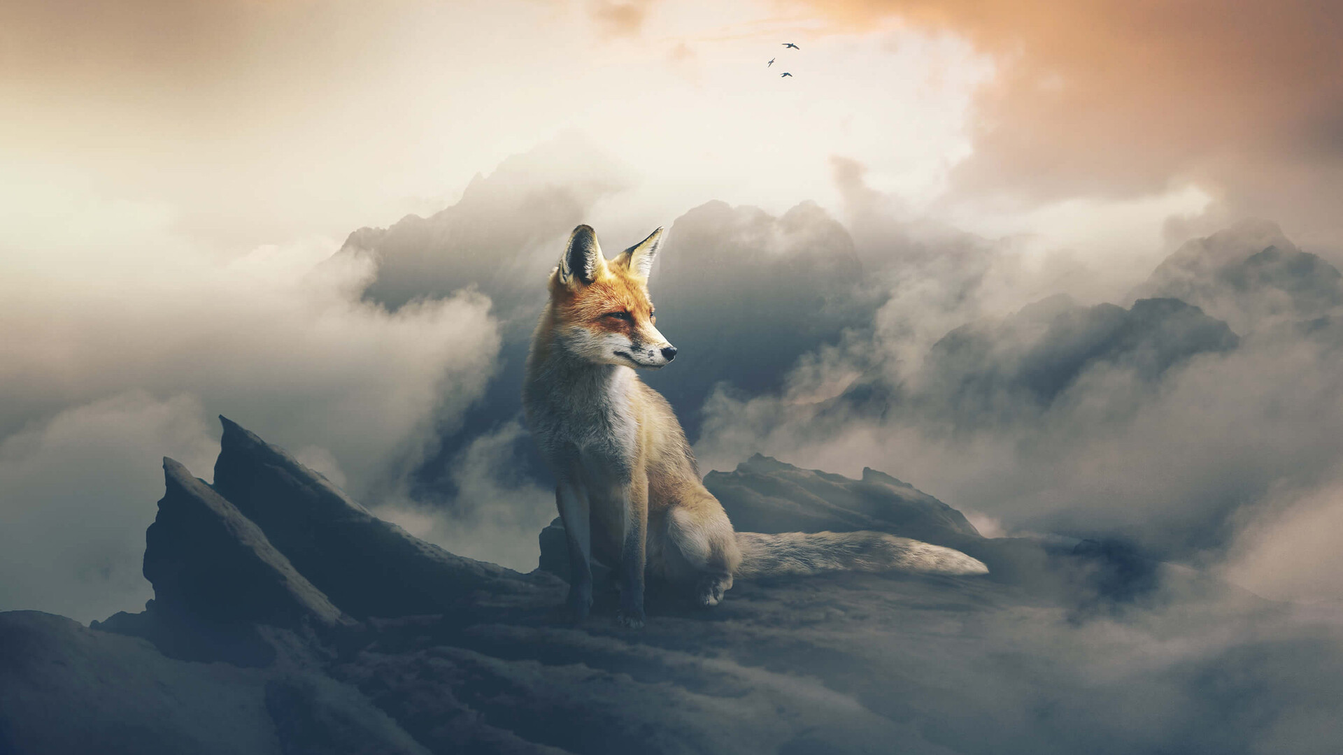 Fox the observer, Curious gaze, Mysterious aura, Inquisitive nature, 1920x1080 Full HD Desktop