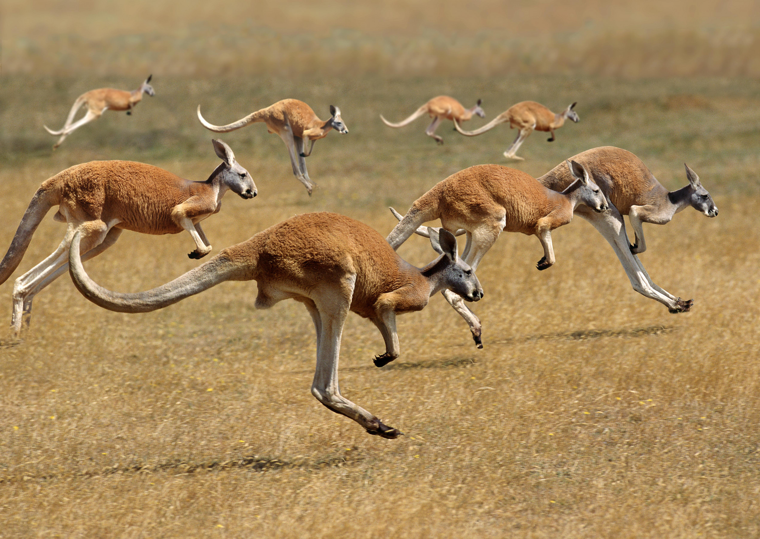 Jumping, Kangaroos Wallpaper, 2500x1780 HD Desktop