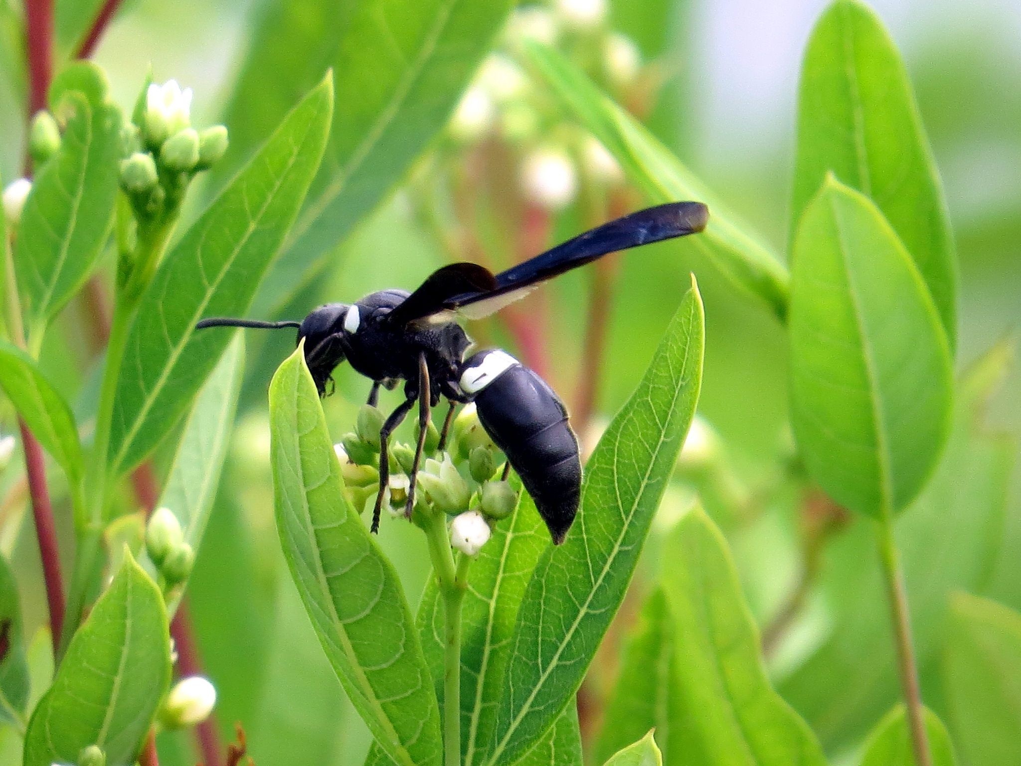 The four-toothed mason, Wasp Wallpaper, 2050x1540 HD Desktop