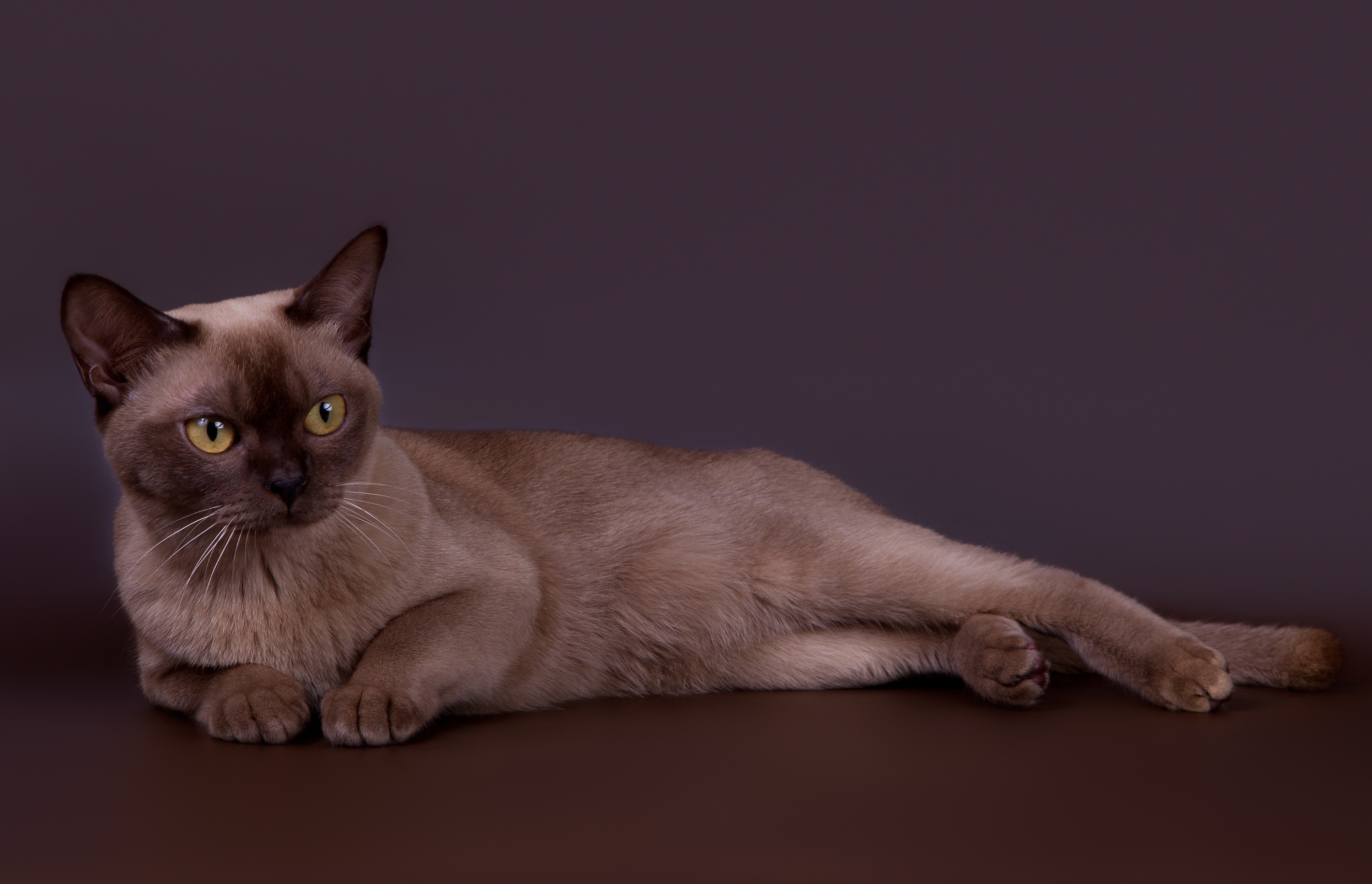 Burmese Cat lying down, Cute image, Resting peacefully, Cat wallpaper, 3000x1940 HD Desktop