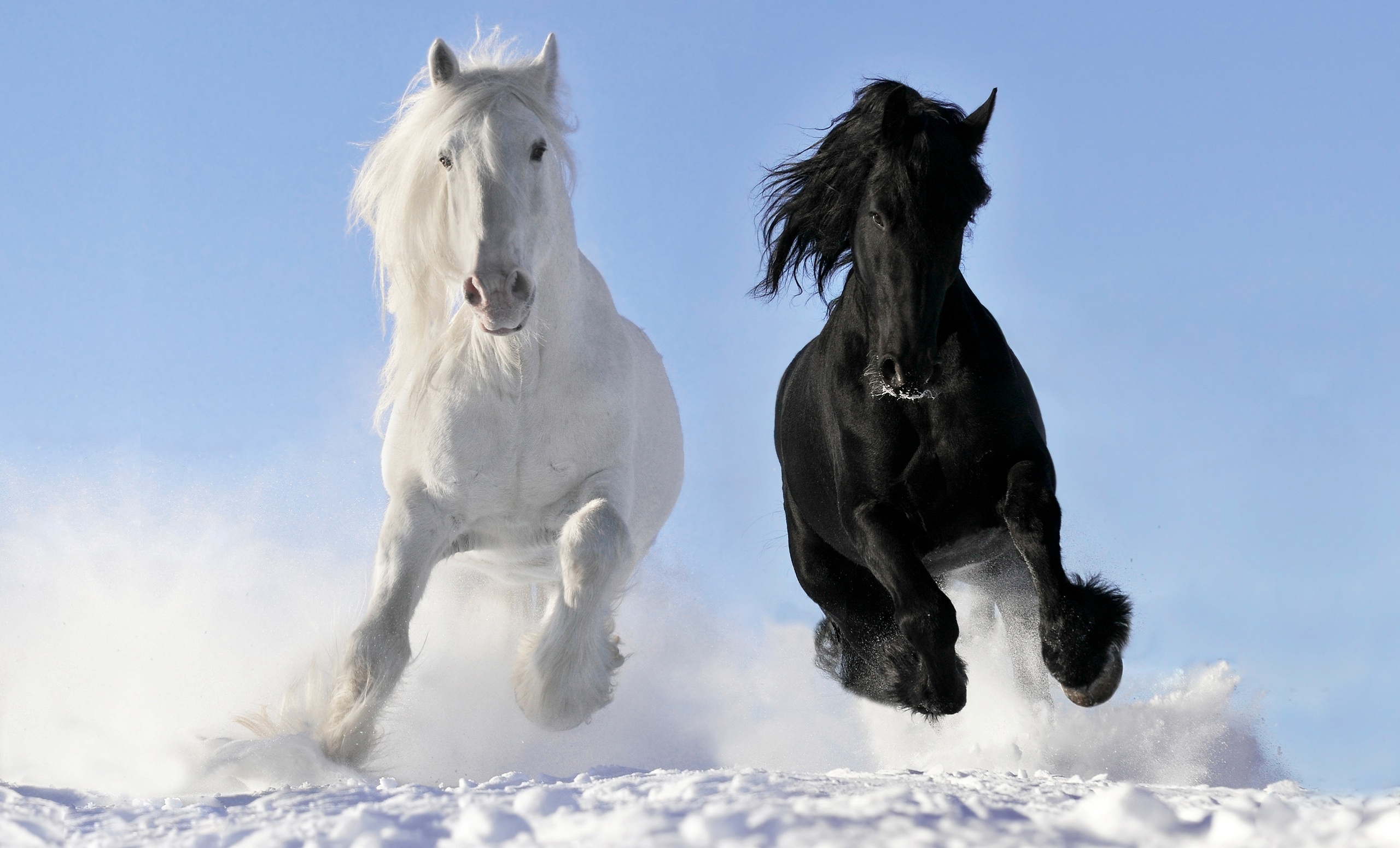 Black and white, Horses in the Snow Wallpaper, 2560x1550 HD Desktop