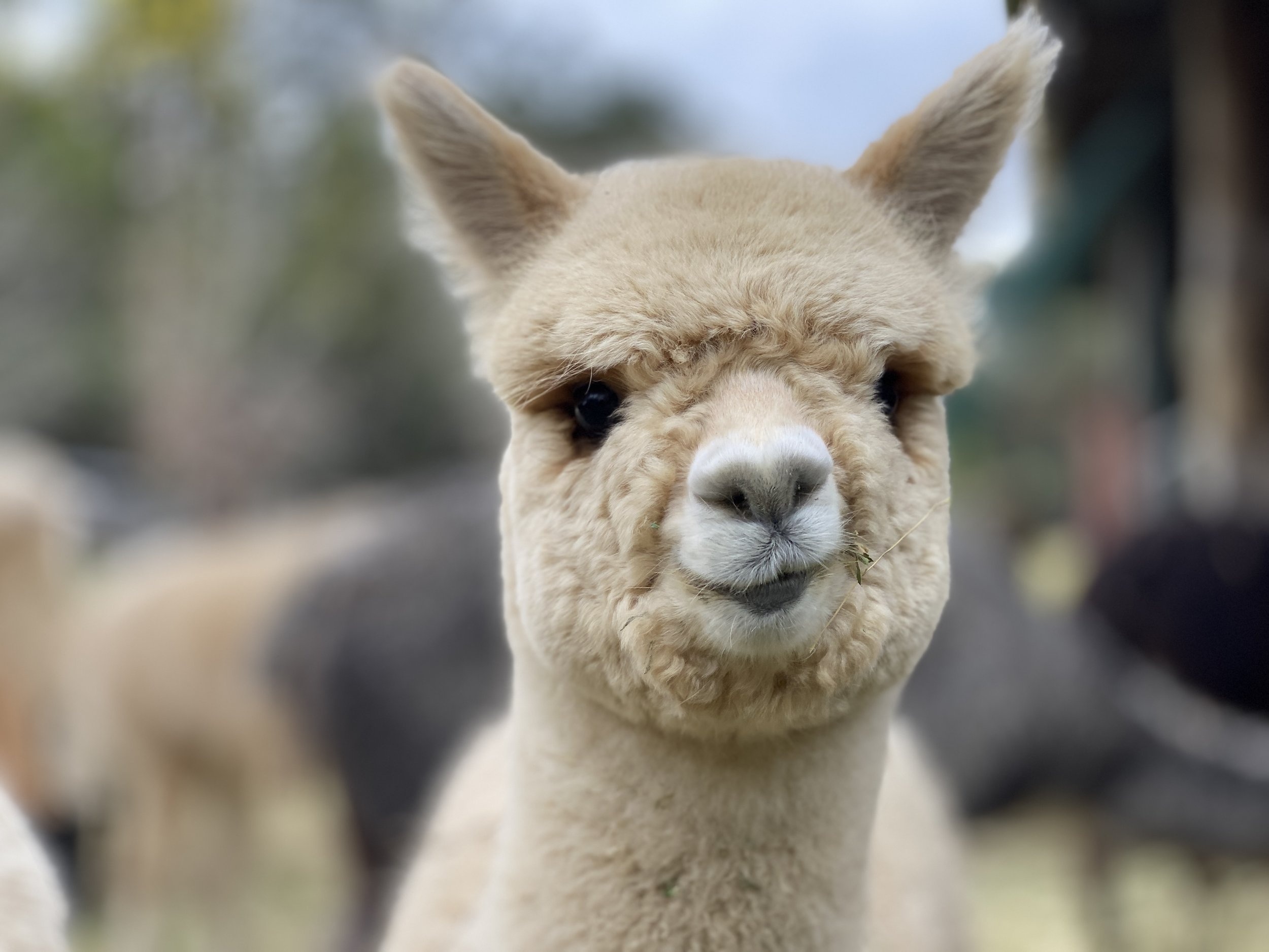 Alpaca sales, Little valley farm, Quality breeds, Trusted providers, 2500x1880 HD Desktop