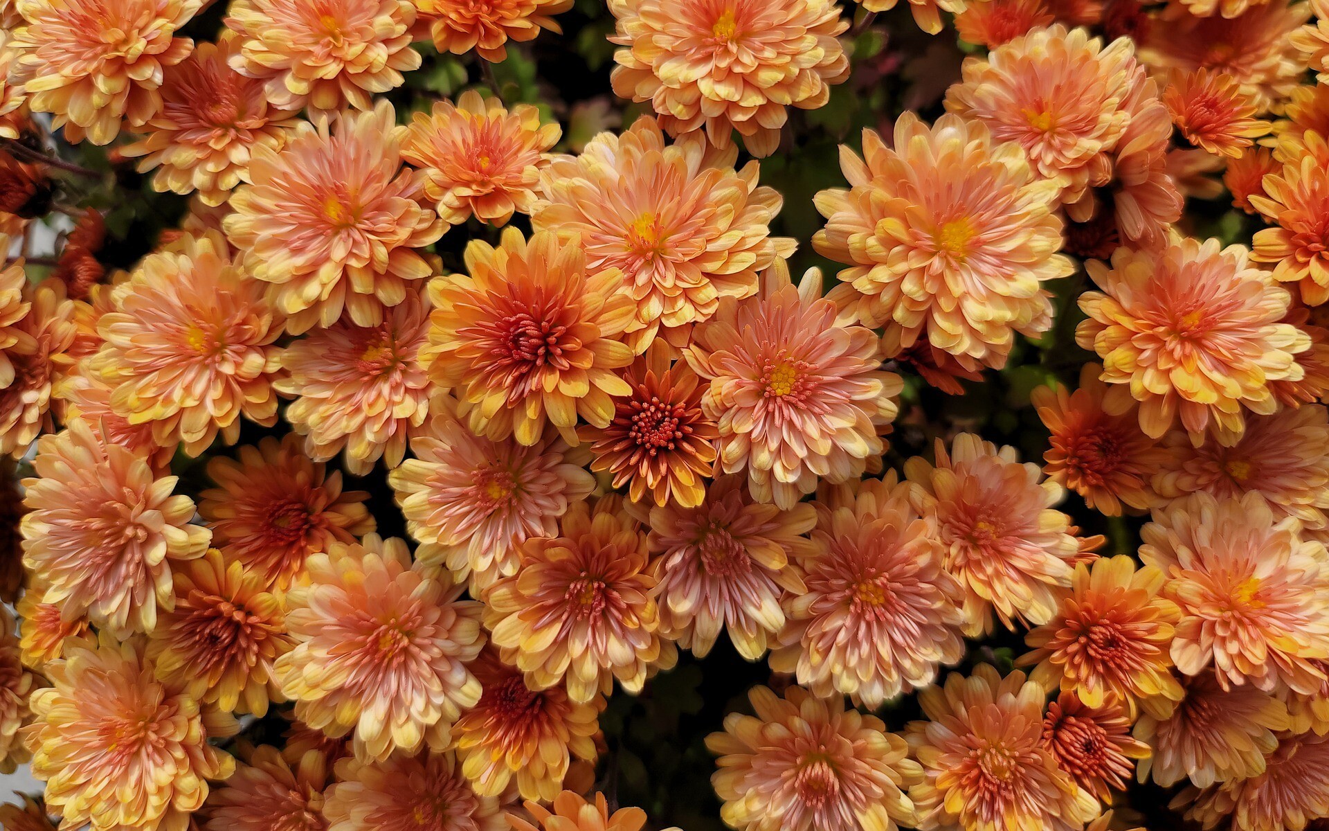 Chrysanthemum, HD wallpaper, Natural beauty, Stunning background, 1920x1200 HD Desktop