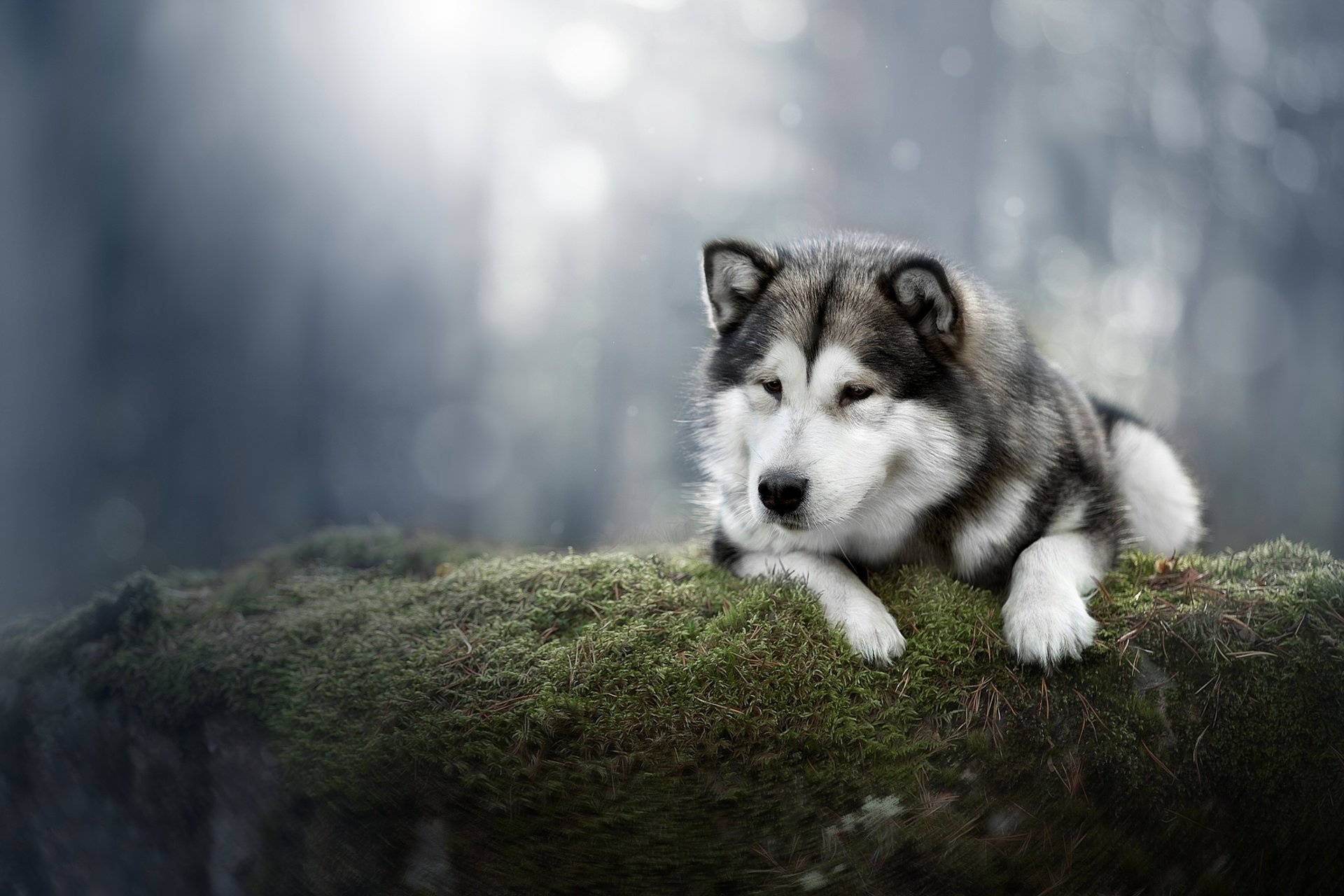 Alaskan Malamute wallpaper, HD dog wallpapers, Alaskan Malamute, Wallpaper for desktop, 1920x1280 HD Desktop