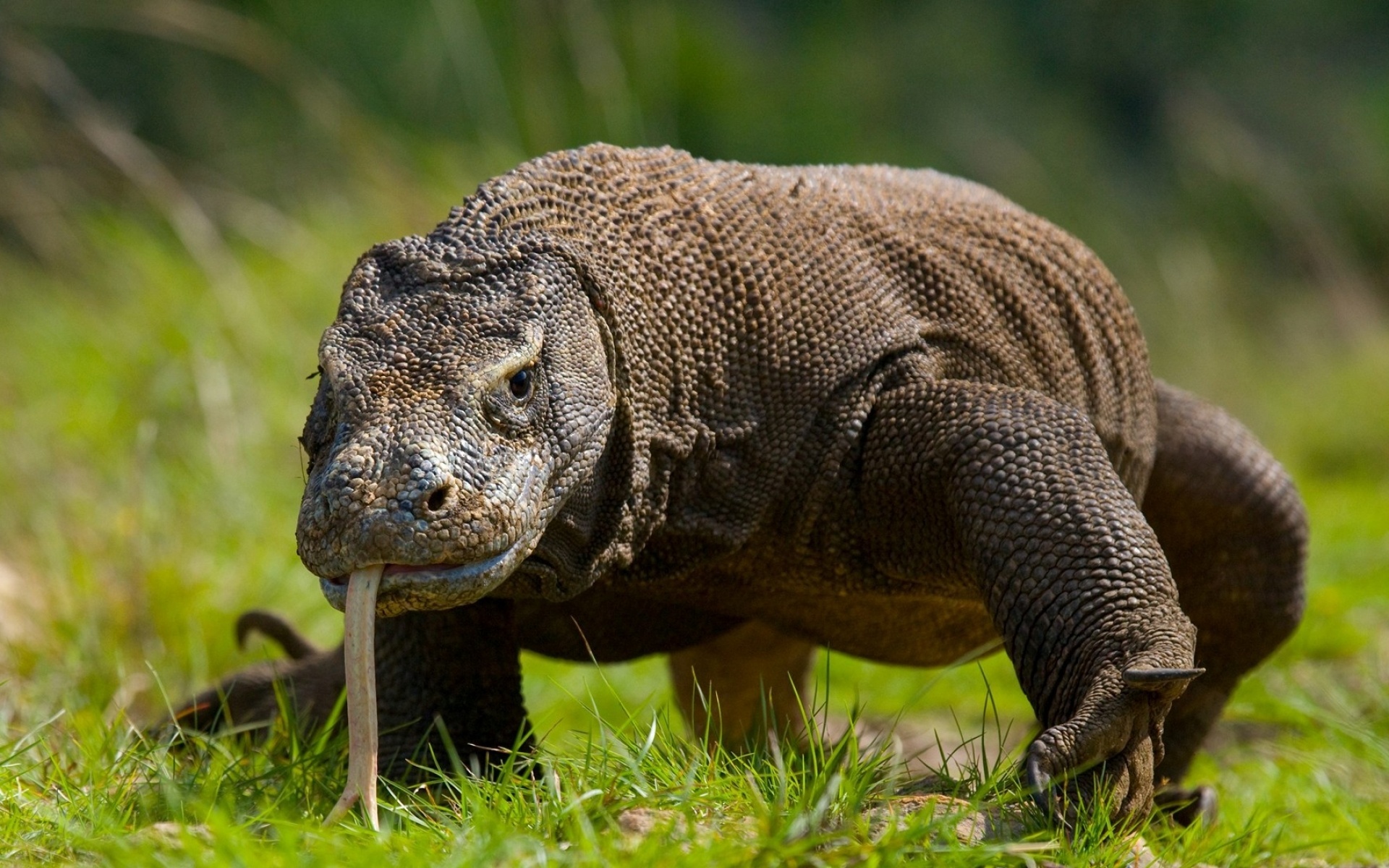 Komodo Island, Download wallpaper, Adventure awaits, 1920x1200 HD Desktop