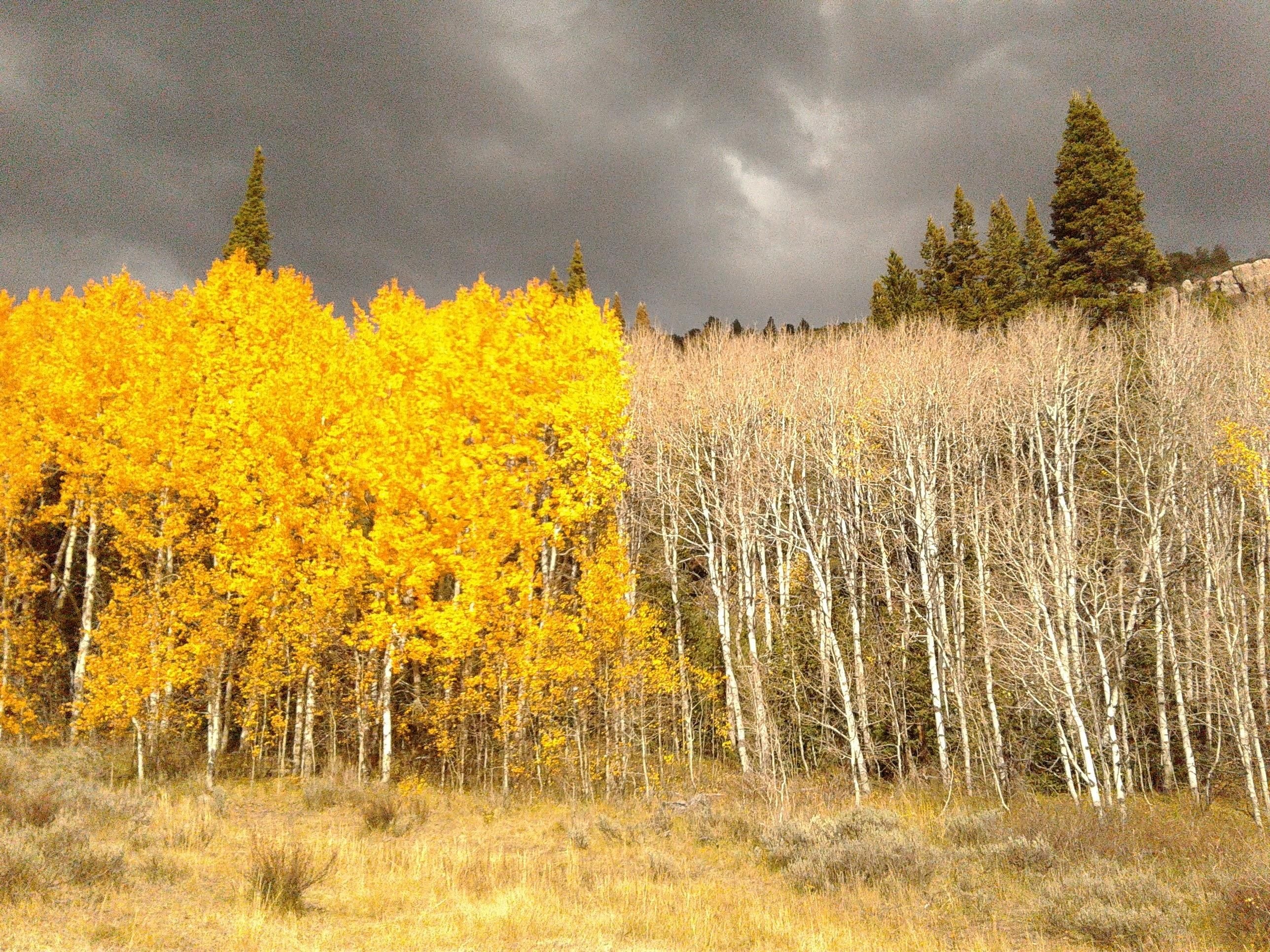 Two aspen trees meeting, Root-connected clones, Unity in diversity, Interwoven existence, 2580x1940 HD Desktop