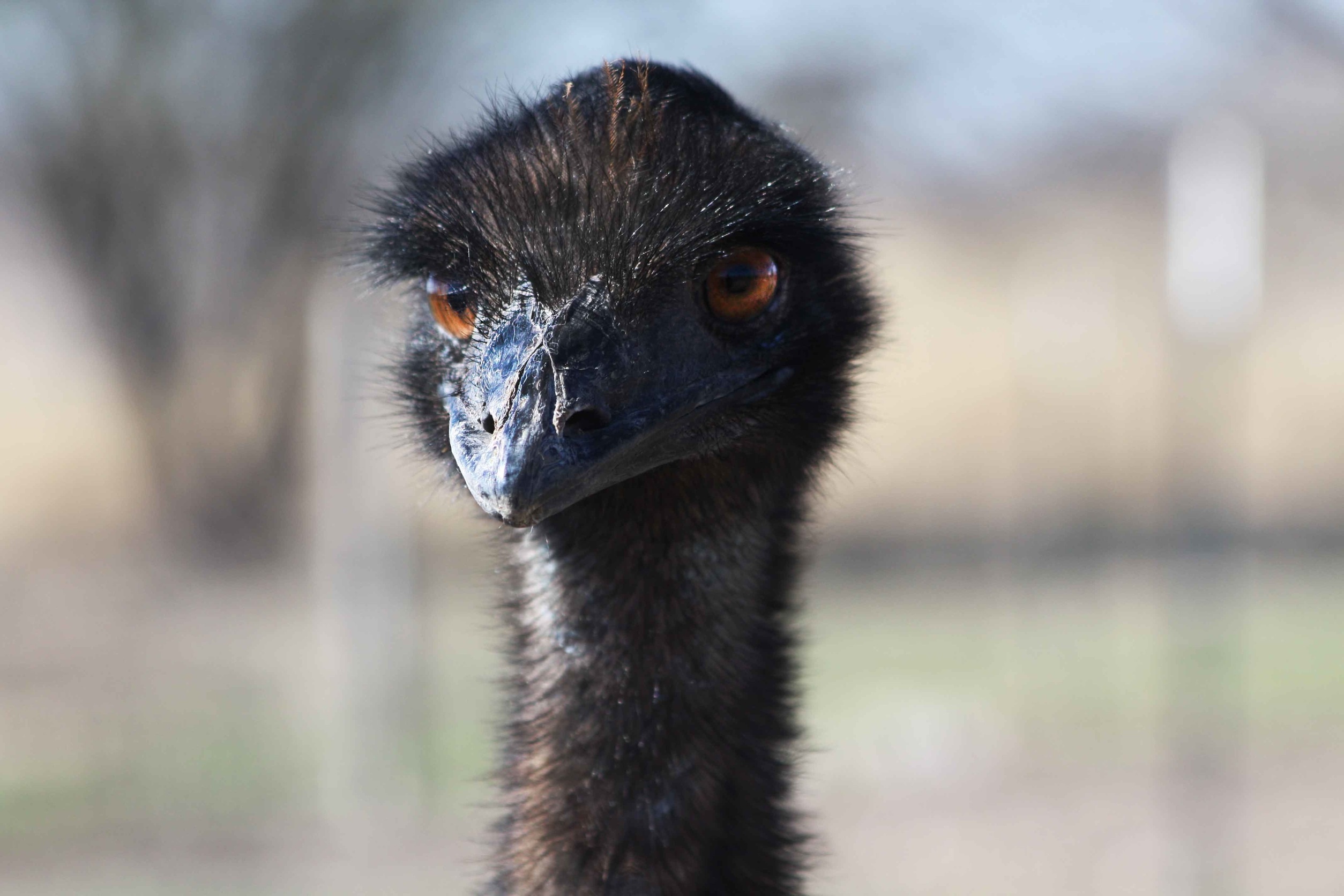 Mobile wallpaper download, Ostrich picture, Wildlife photography, Smartphone enhancement, 2510x1680 HD Desktop