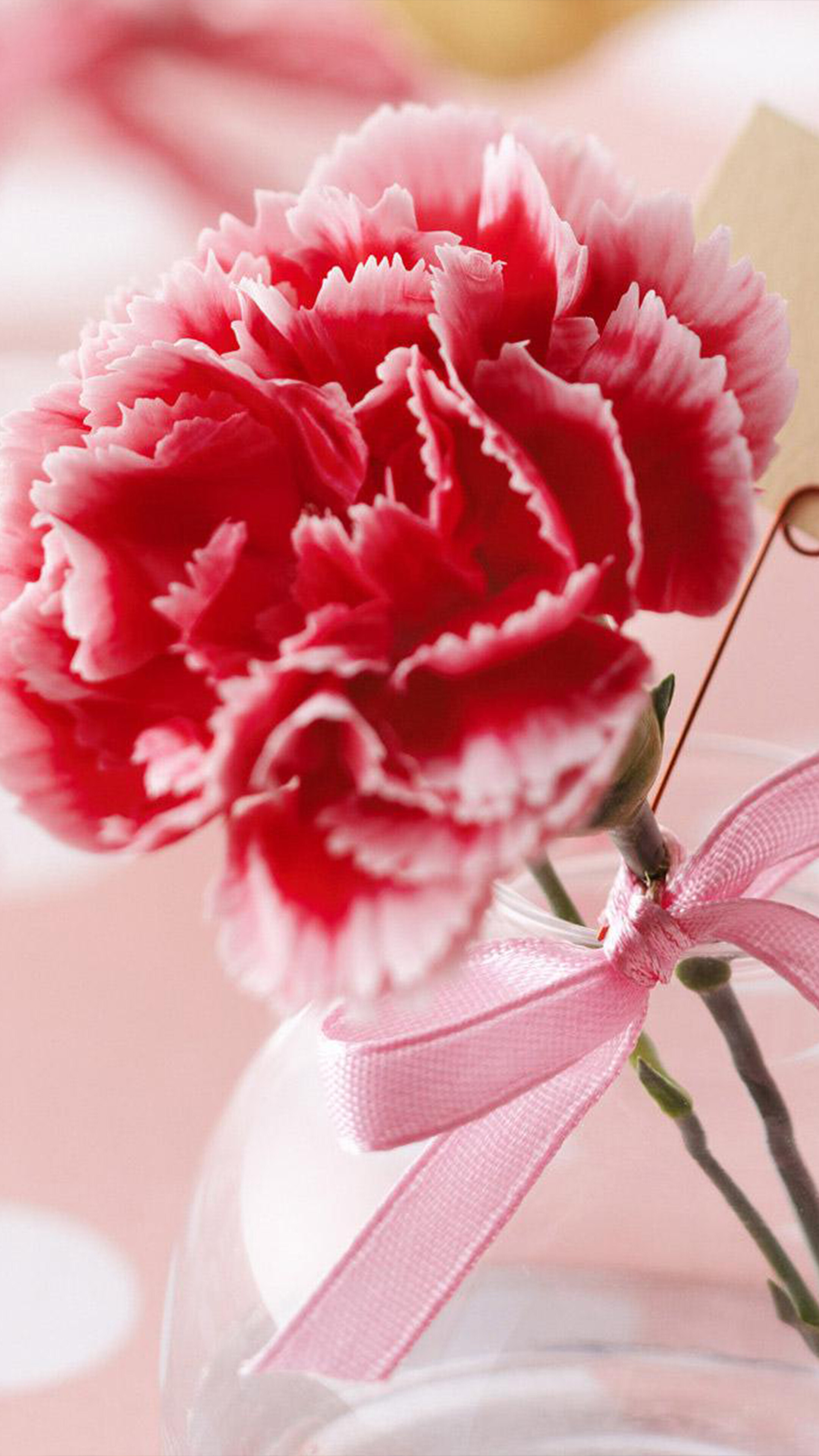 Free wallpaper online, Flowers carnations, 2160x3840 4K Phone