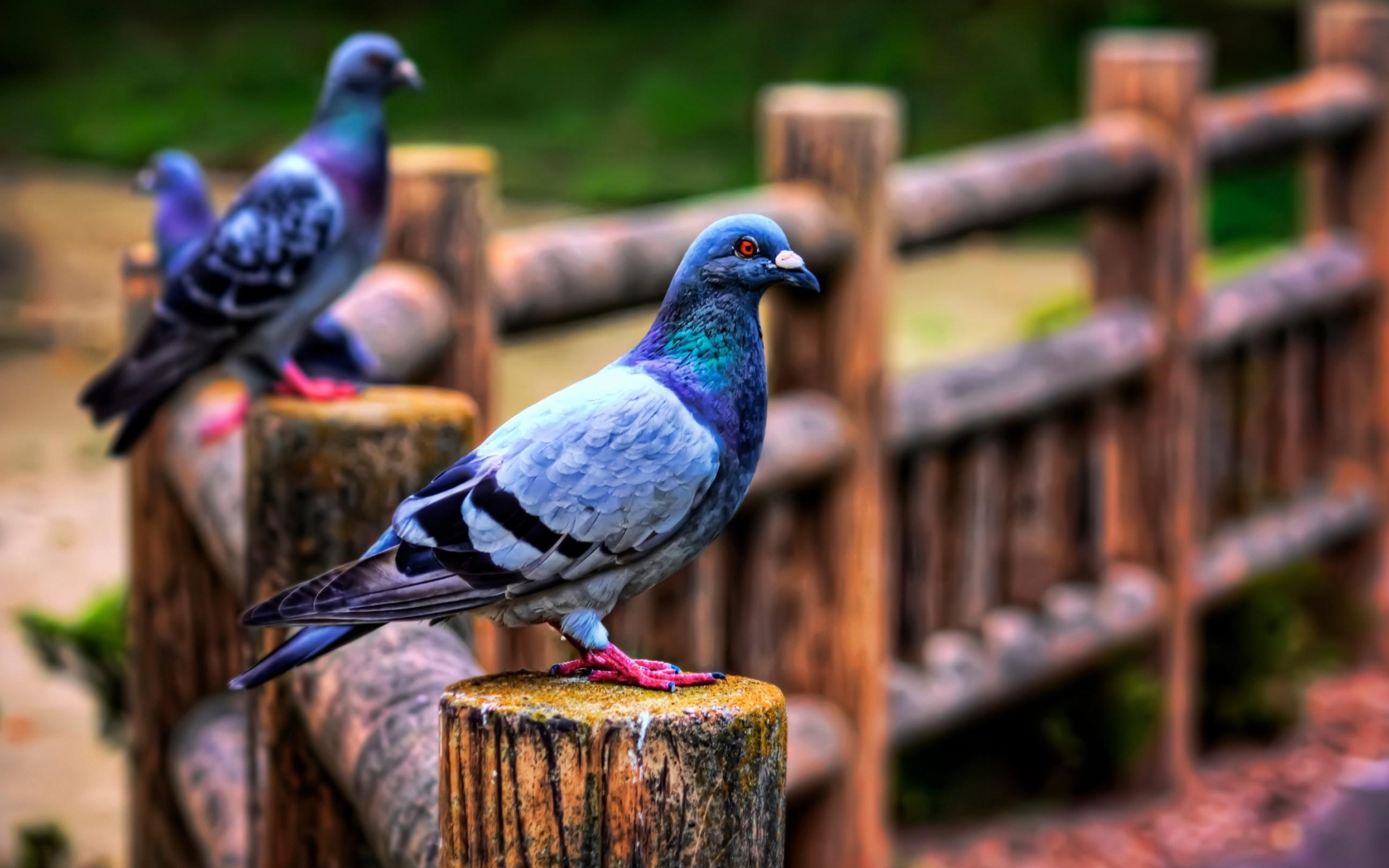 Pigeon species, Feathered friends, Urban dwellers, Pigeon behavior, 2880x1800 HD Desktop