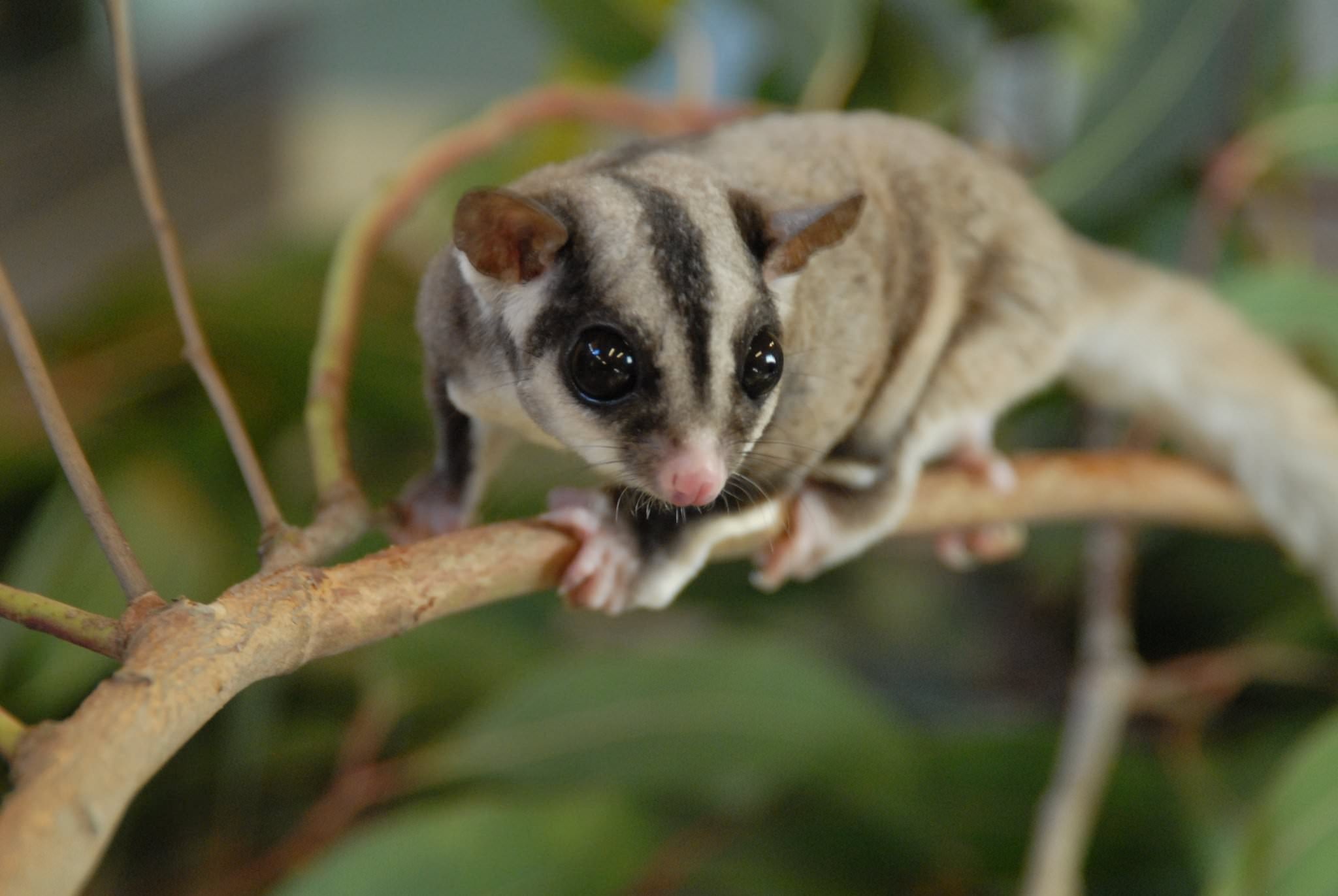 Sugar glider, Adorable animal, Nature's charm, Wildlife wonders, 2050x1380 HD Desktop