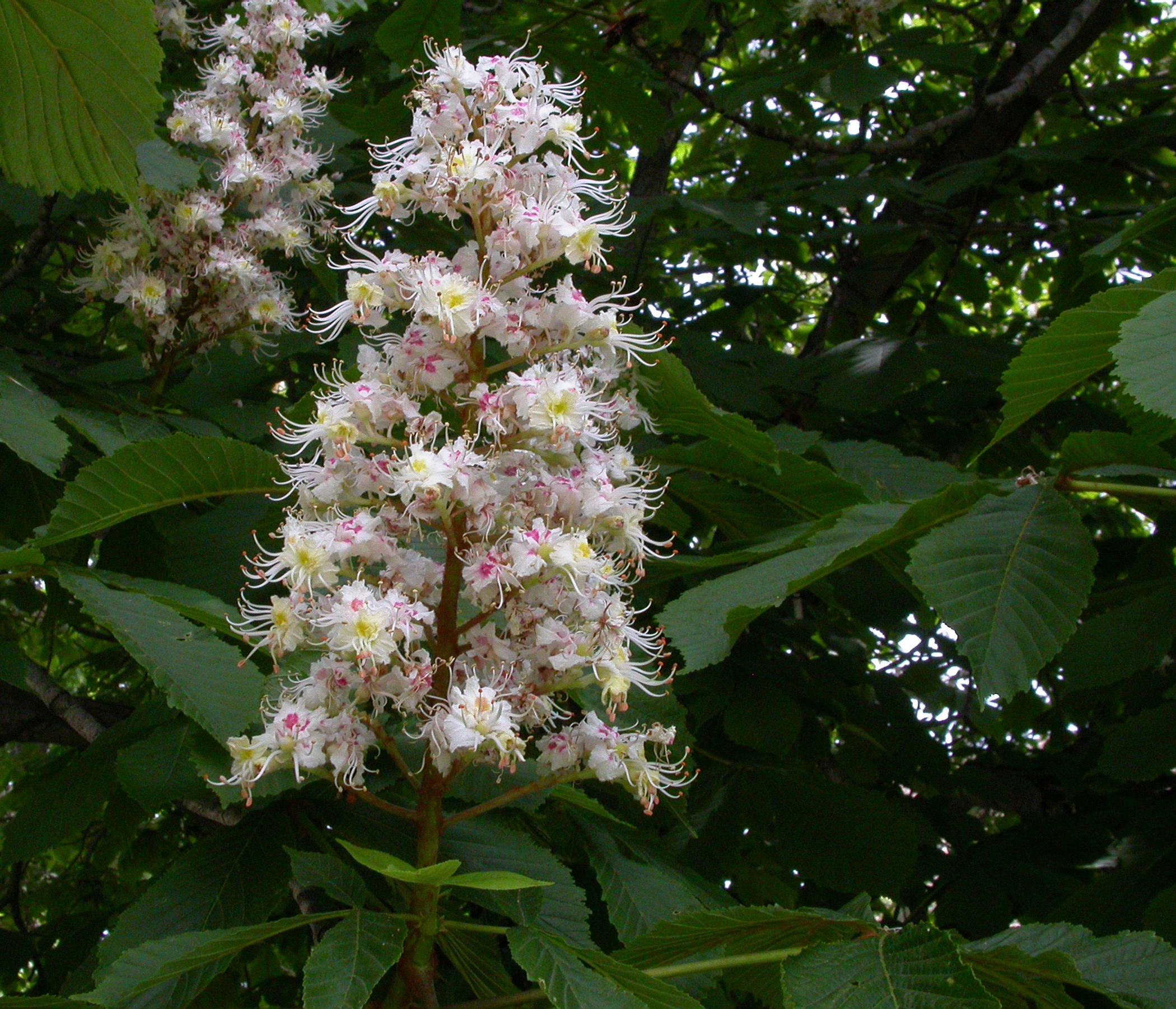 Chestnut tree, Door to nature, Horse chestnut trees, Door County, 2100x1810 HD Desktop