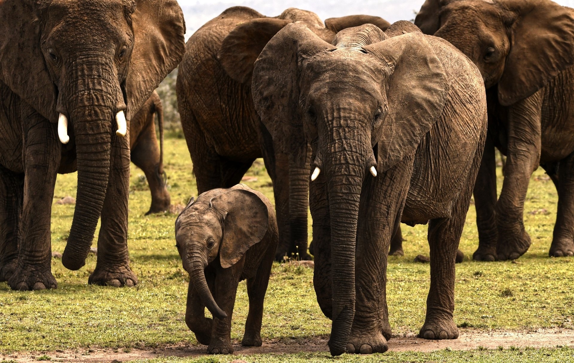 Kruger National Park, Maasai Mara National Reserve, 4K wallpaper, Nature's beauty, 1920x1220 HD Desktop